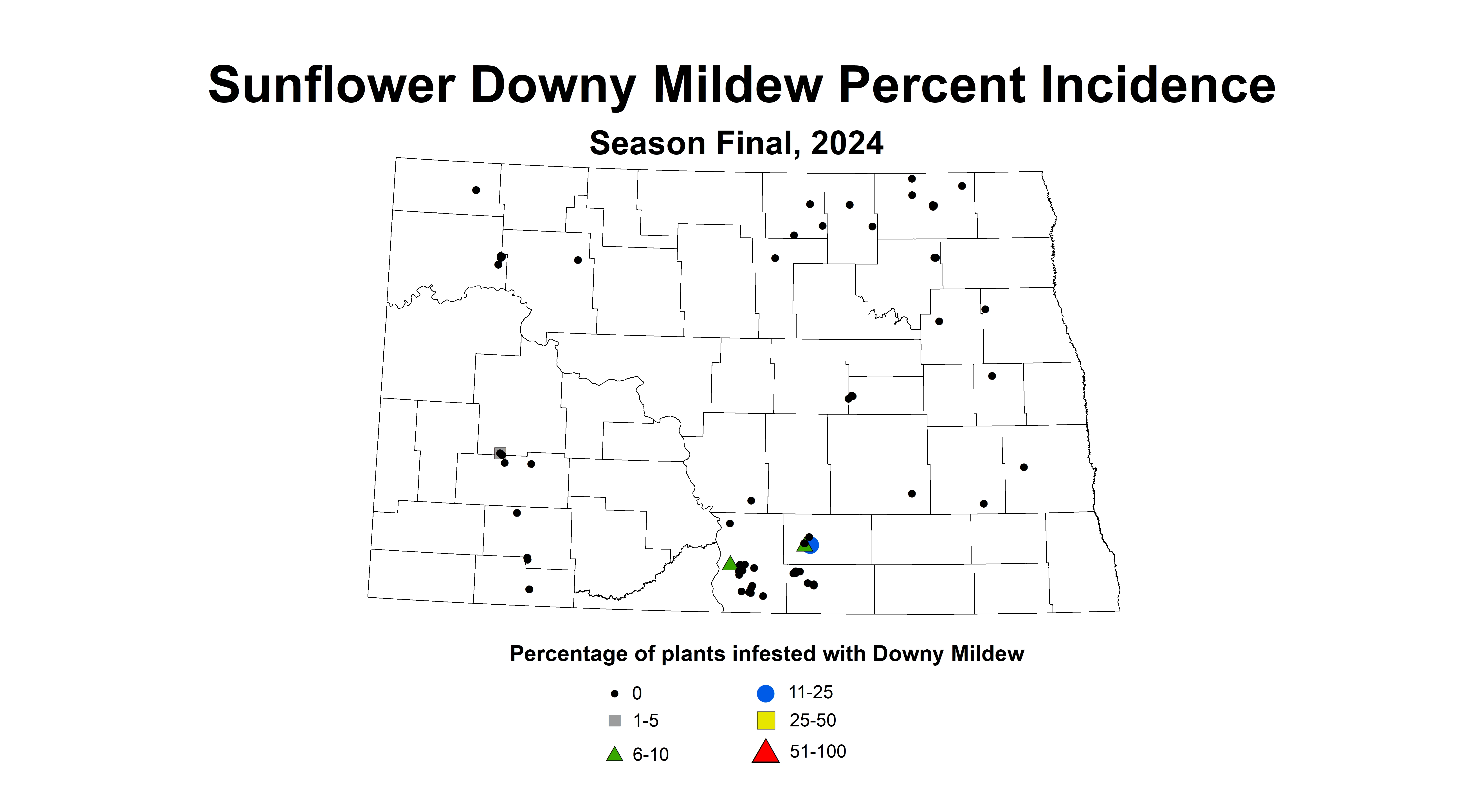 sunflower downy mildew incidence season final 2024