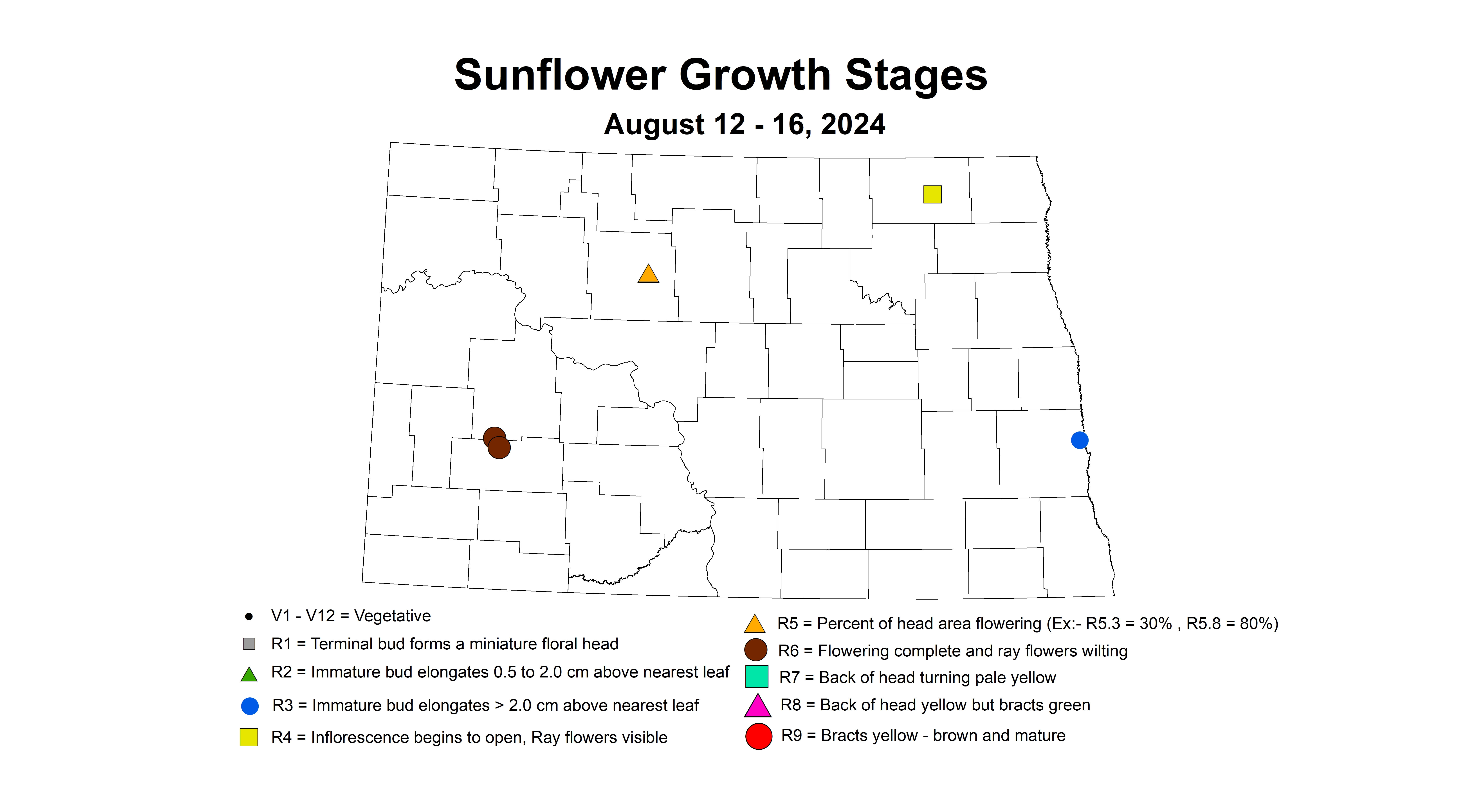 sunflower growth stages August 12-16 2024