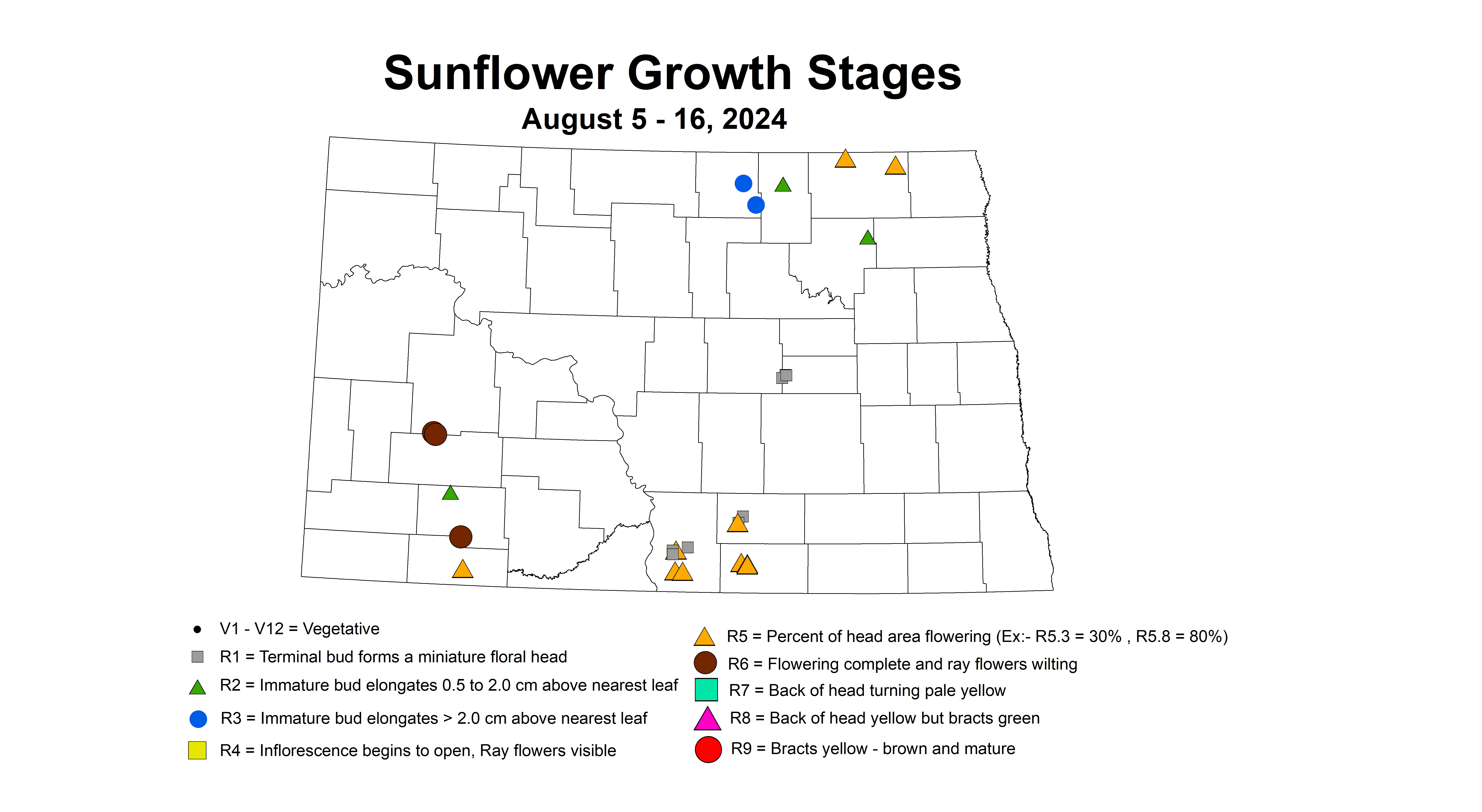 sunflower growth stages August 5-16 2024