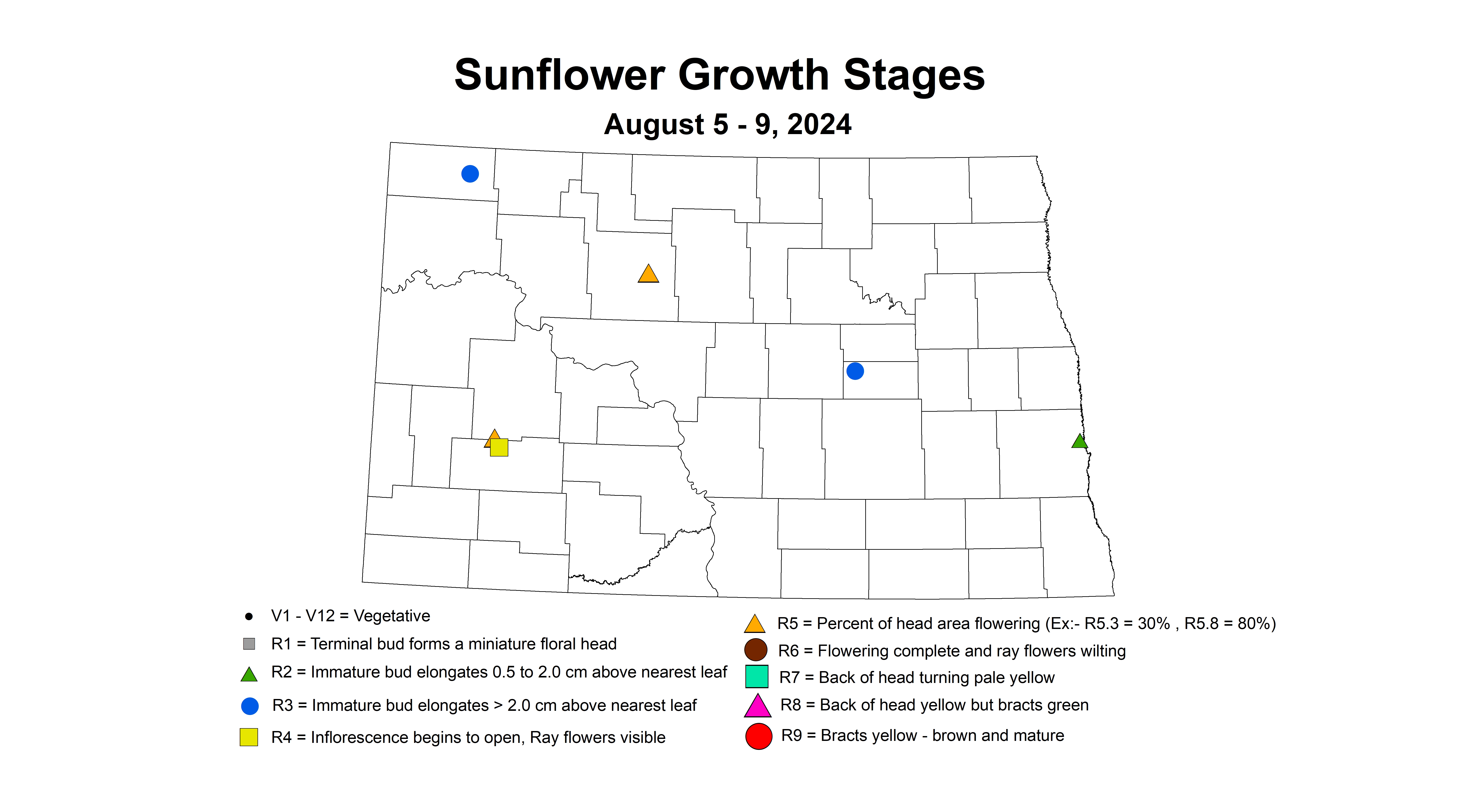 sunflower growth stages August 5-9 2024