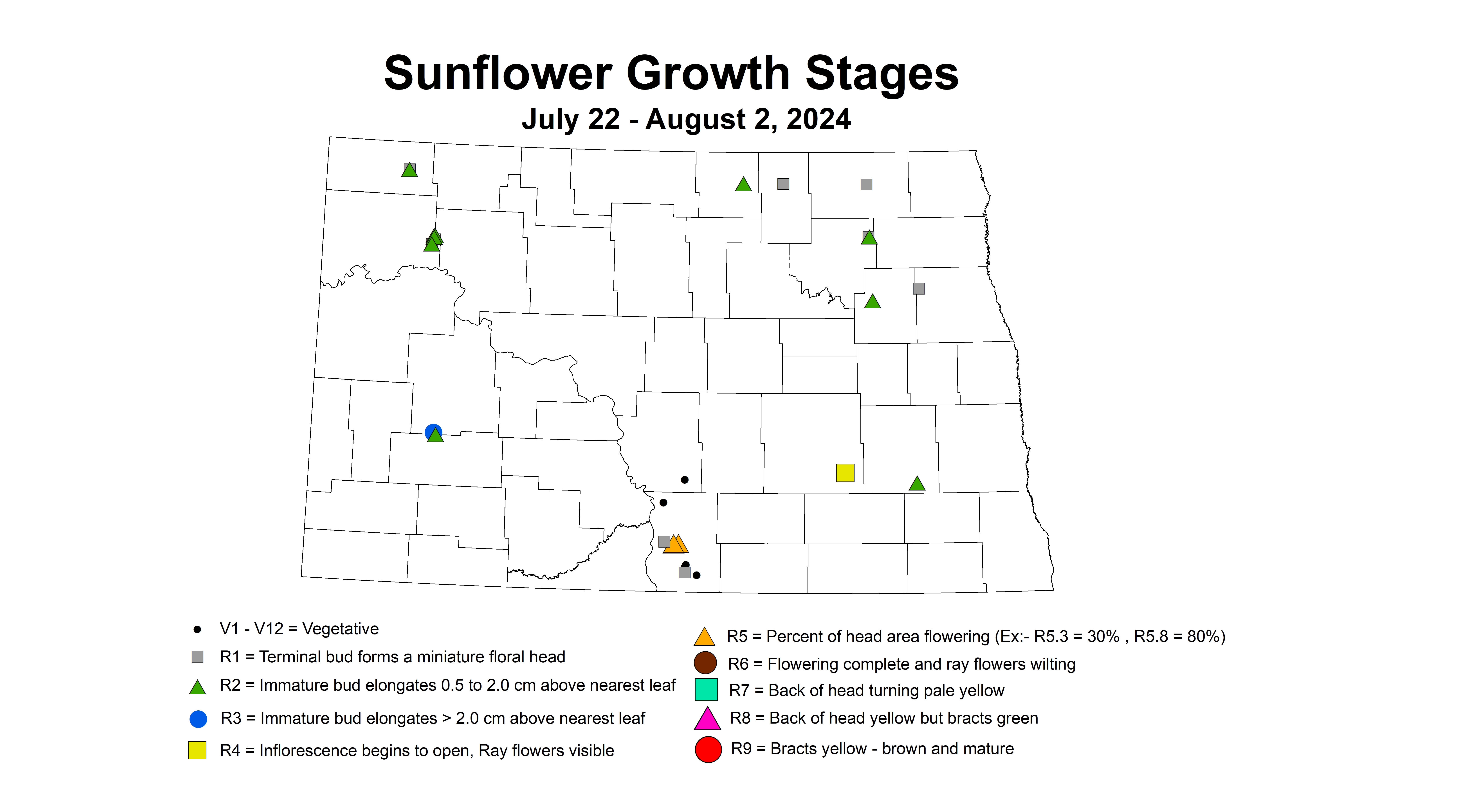 sunflower growth stages July 22 - August 2 2024