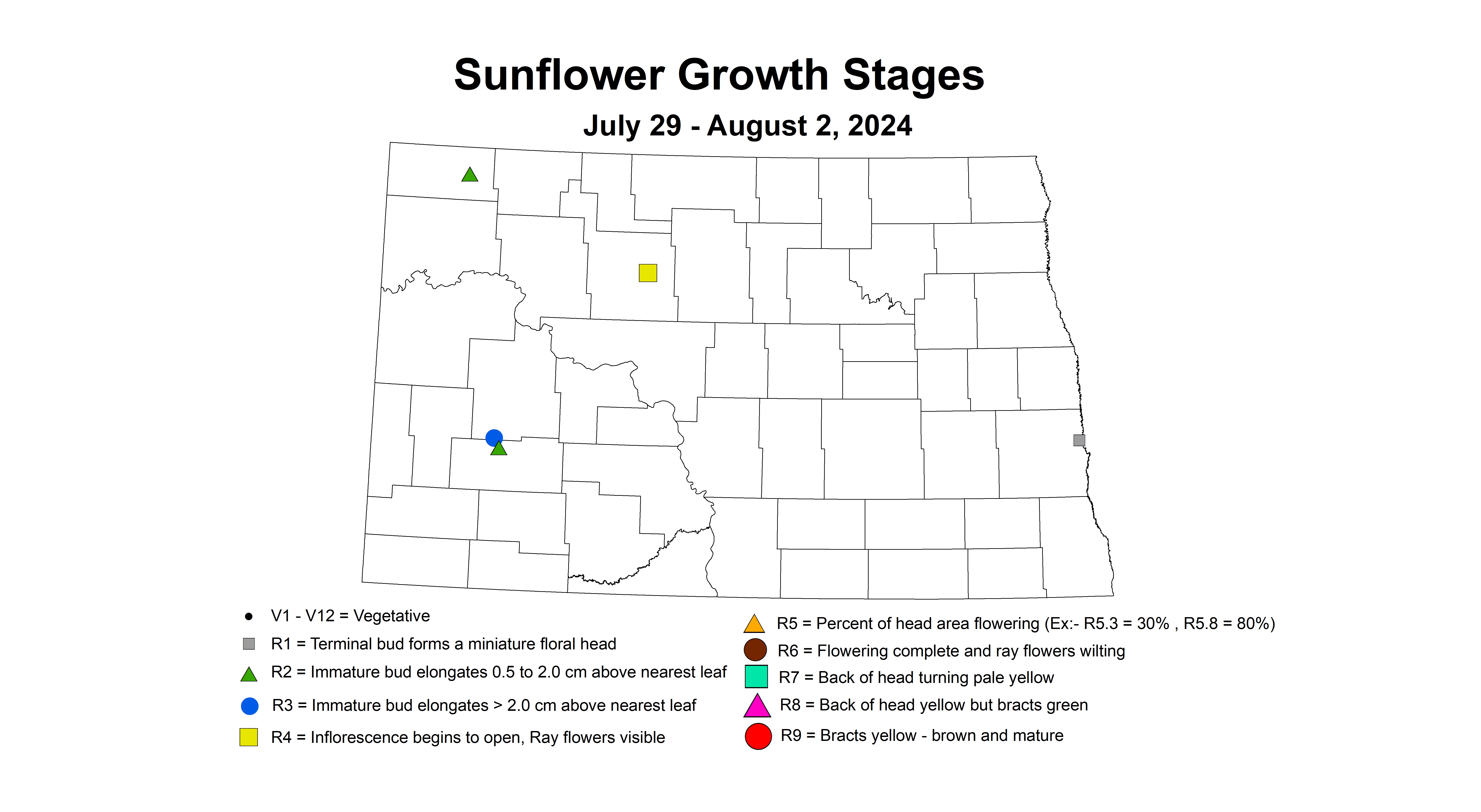 sunflower growth stages July 29 - August 2 2024