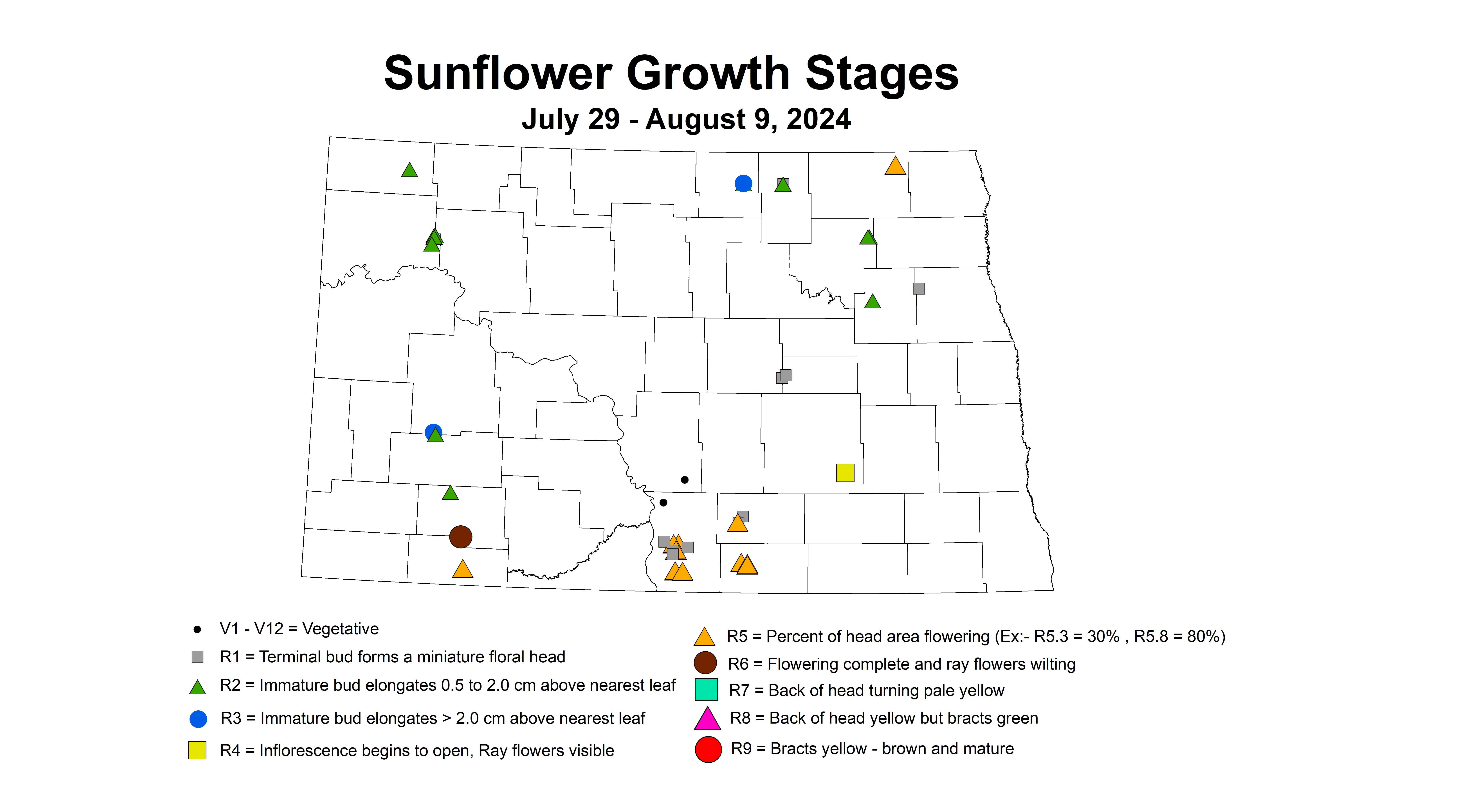 sunflower growth stages July 29 - August 9 2024