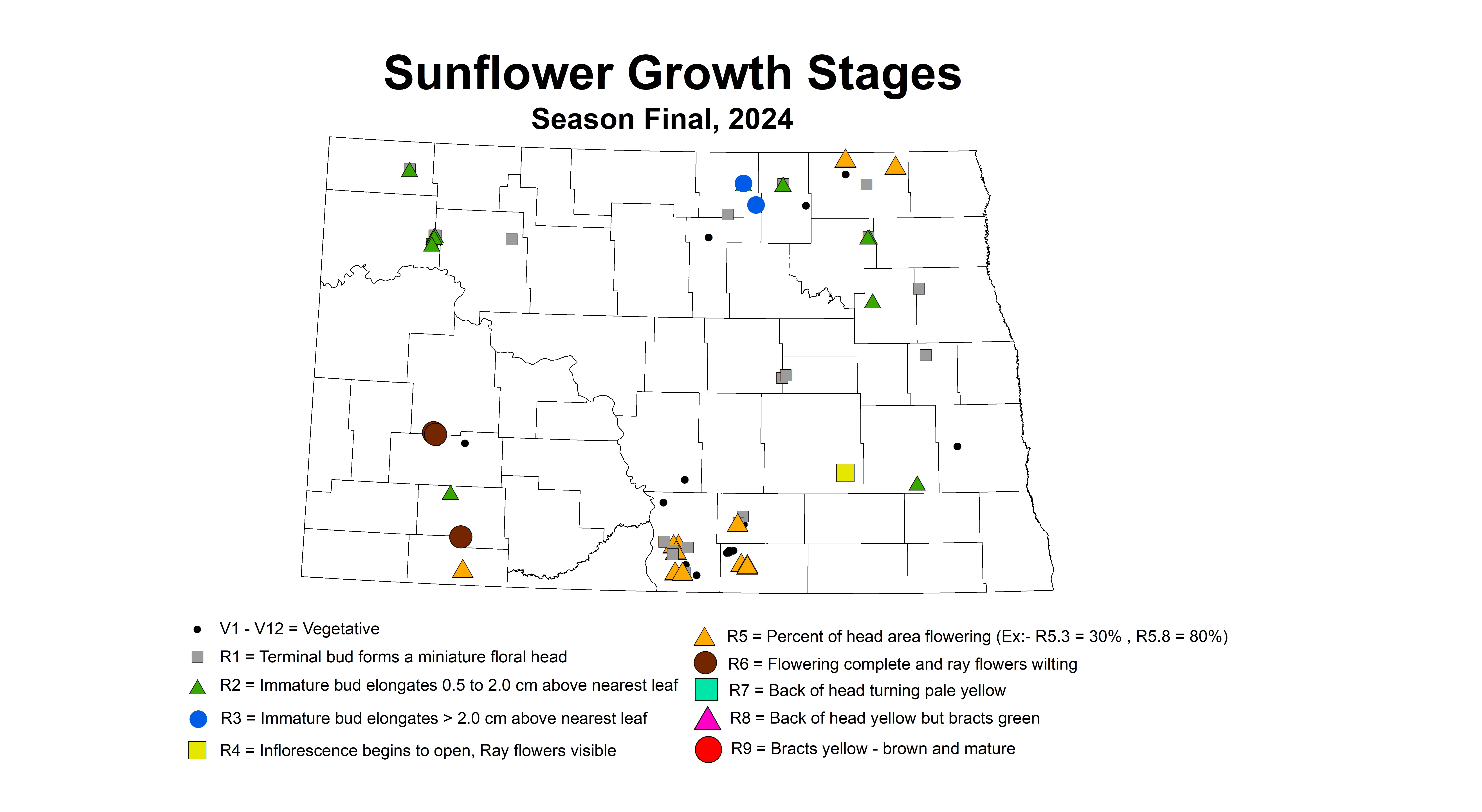 sunflower growth stages season final 2024