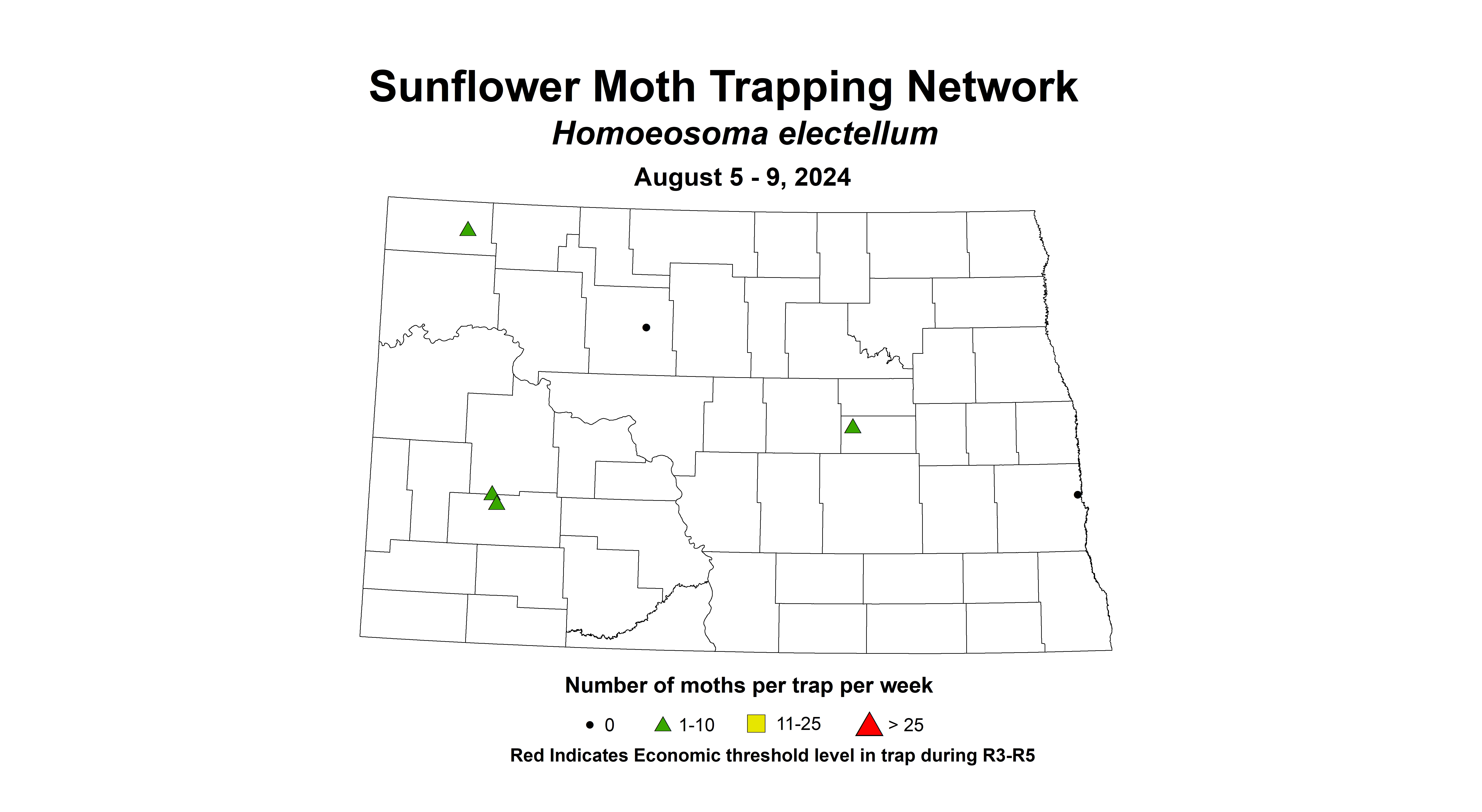 sunflower moth August 5-9 2024