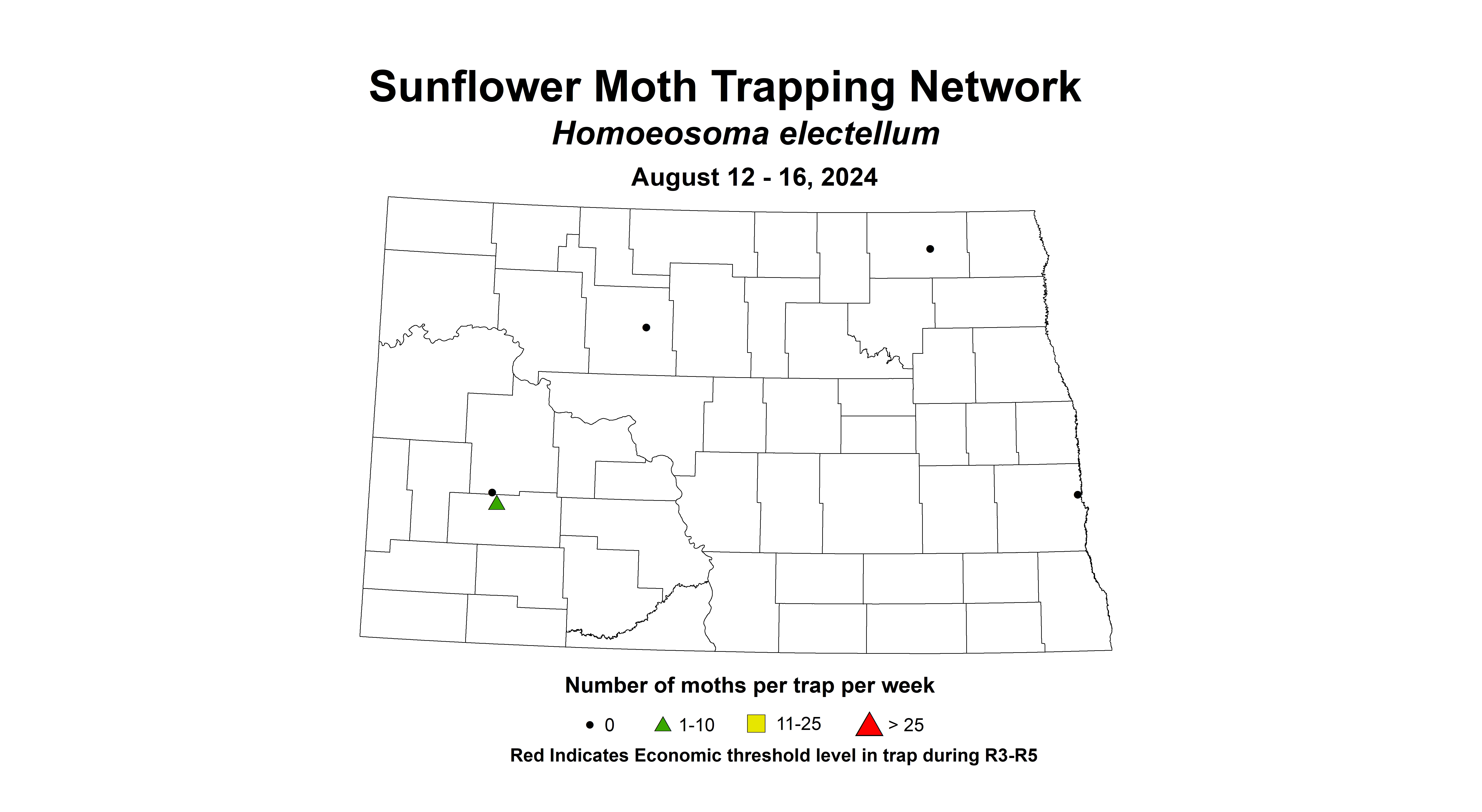 sunflower moth August 12-16 2024