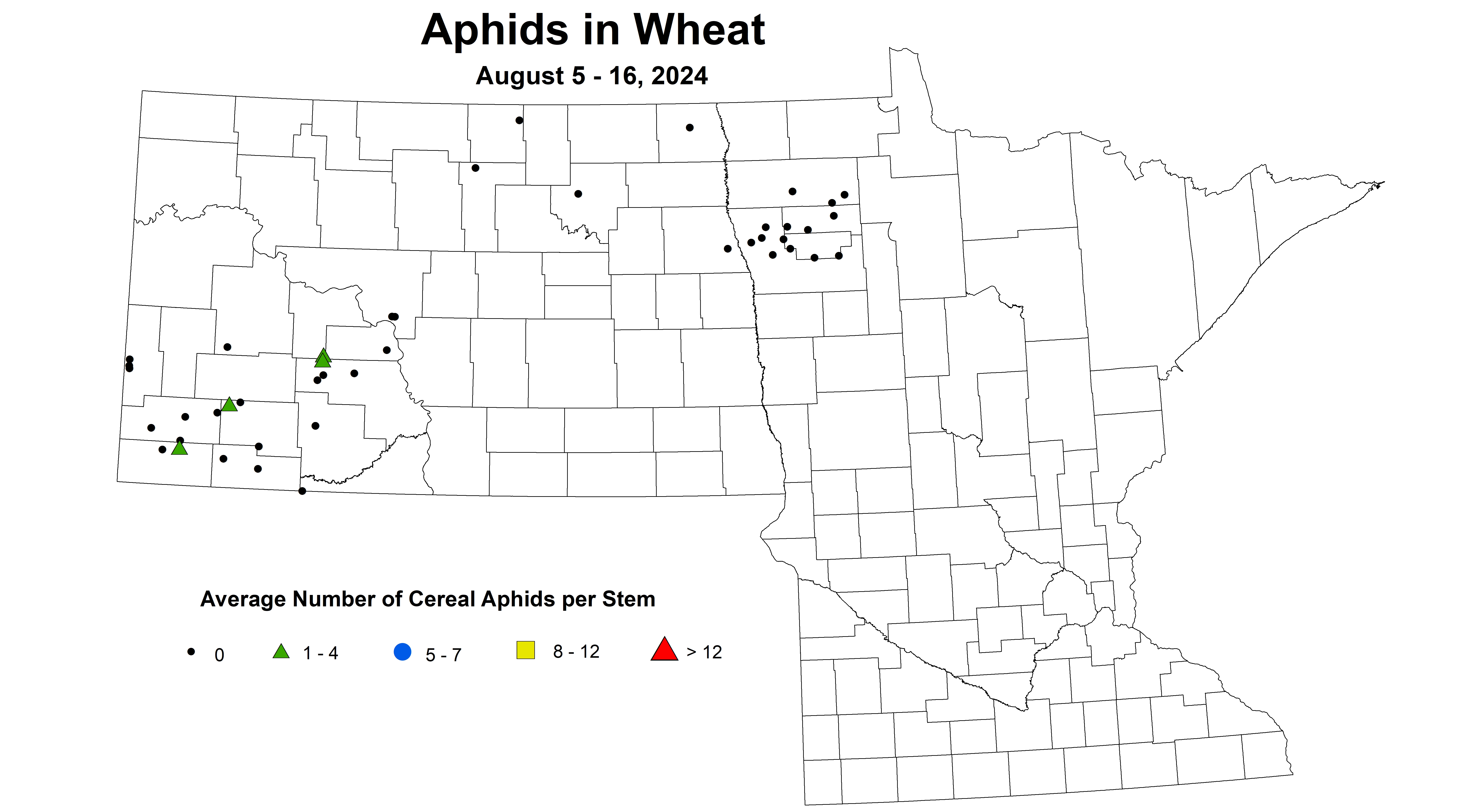 wheat aphid August 5-16 2024