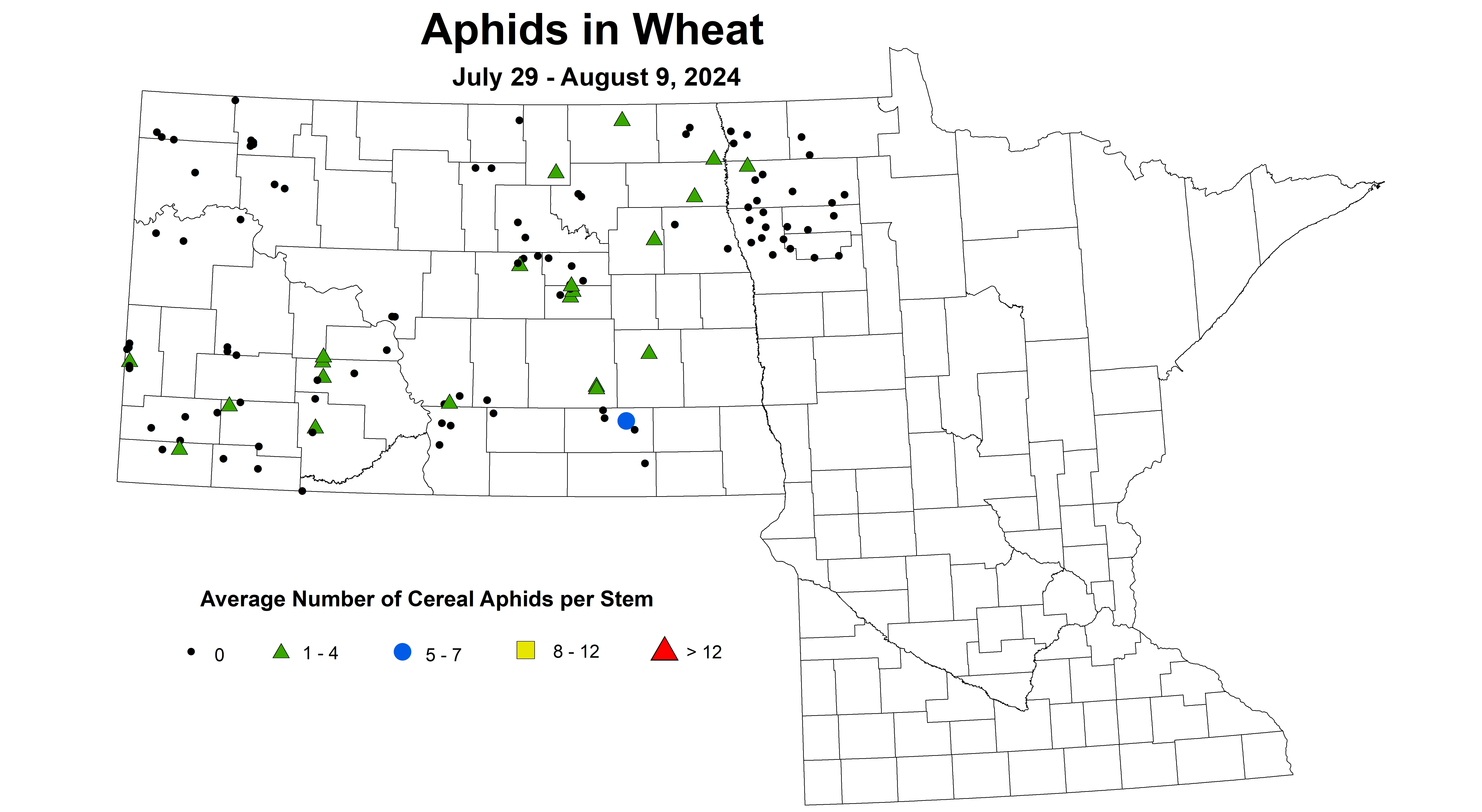 wheat aphid July 29 - August 9 2024