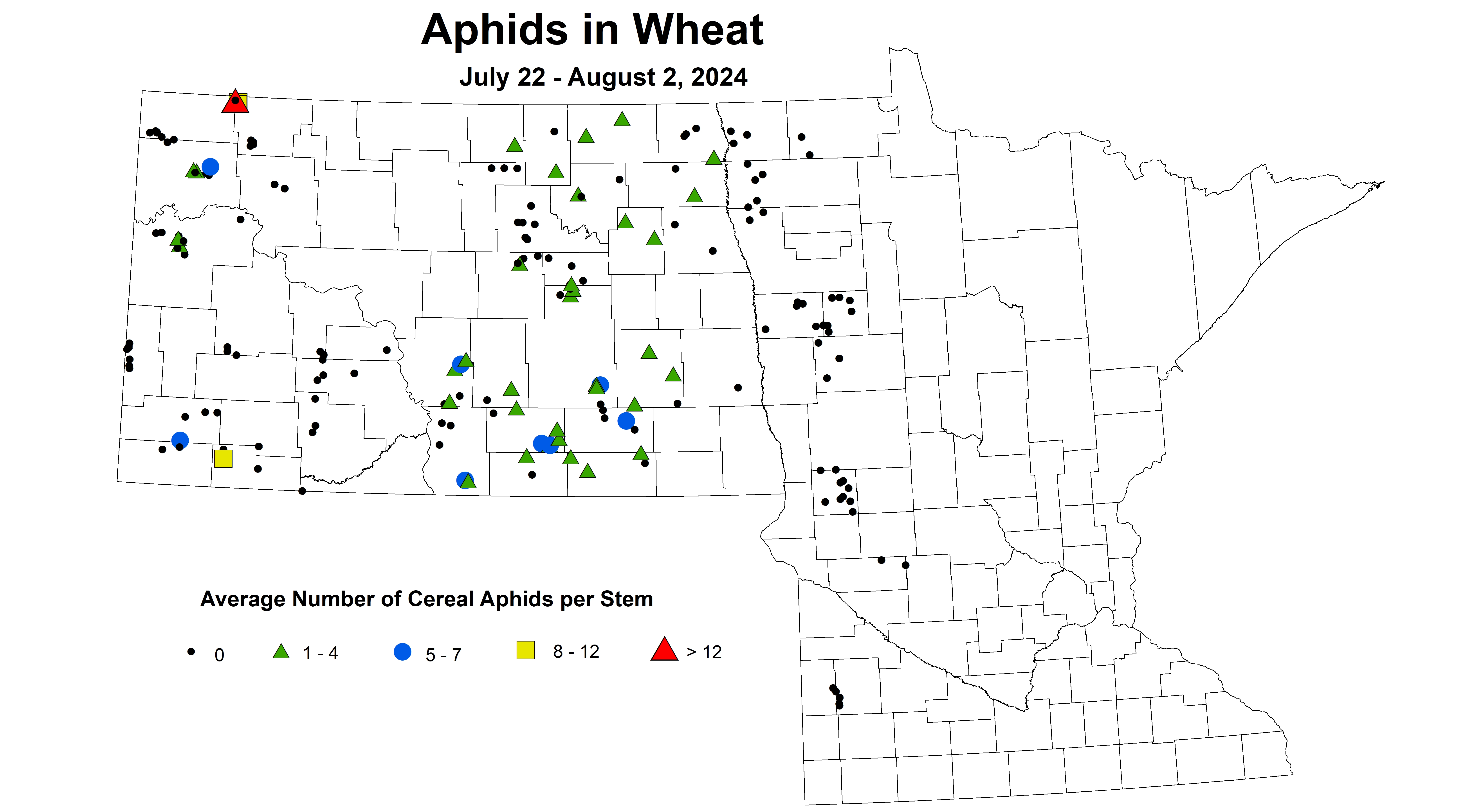 wheat aphids July 22 - August 2 2024