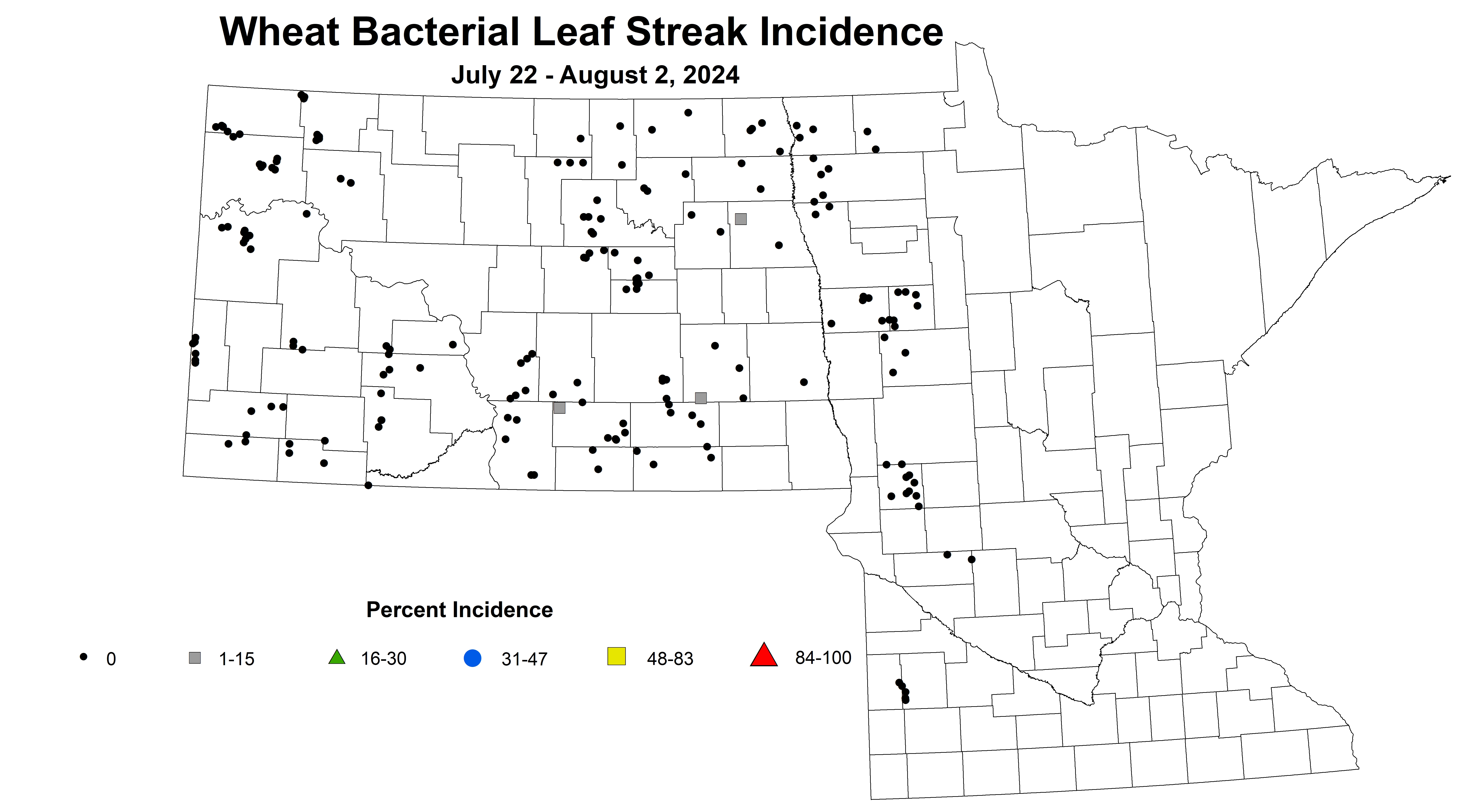 wheat bacterial leaf streak incidence July 22 - August 2 2024