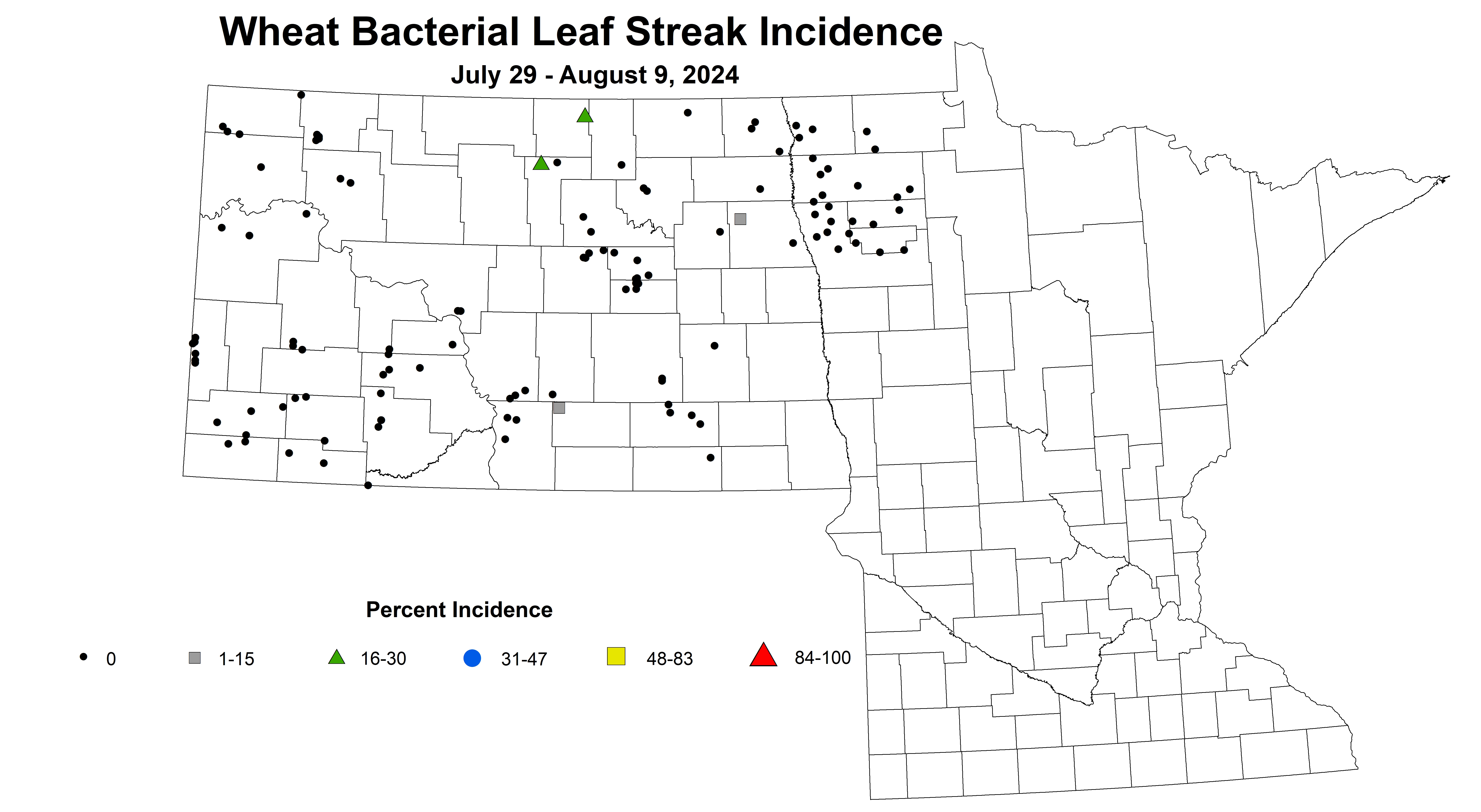 wheat bacterial leaf streak incidence July 29 - August 9 2024