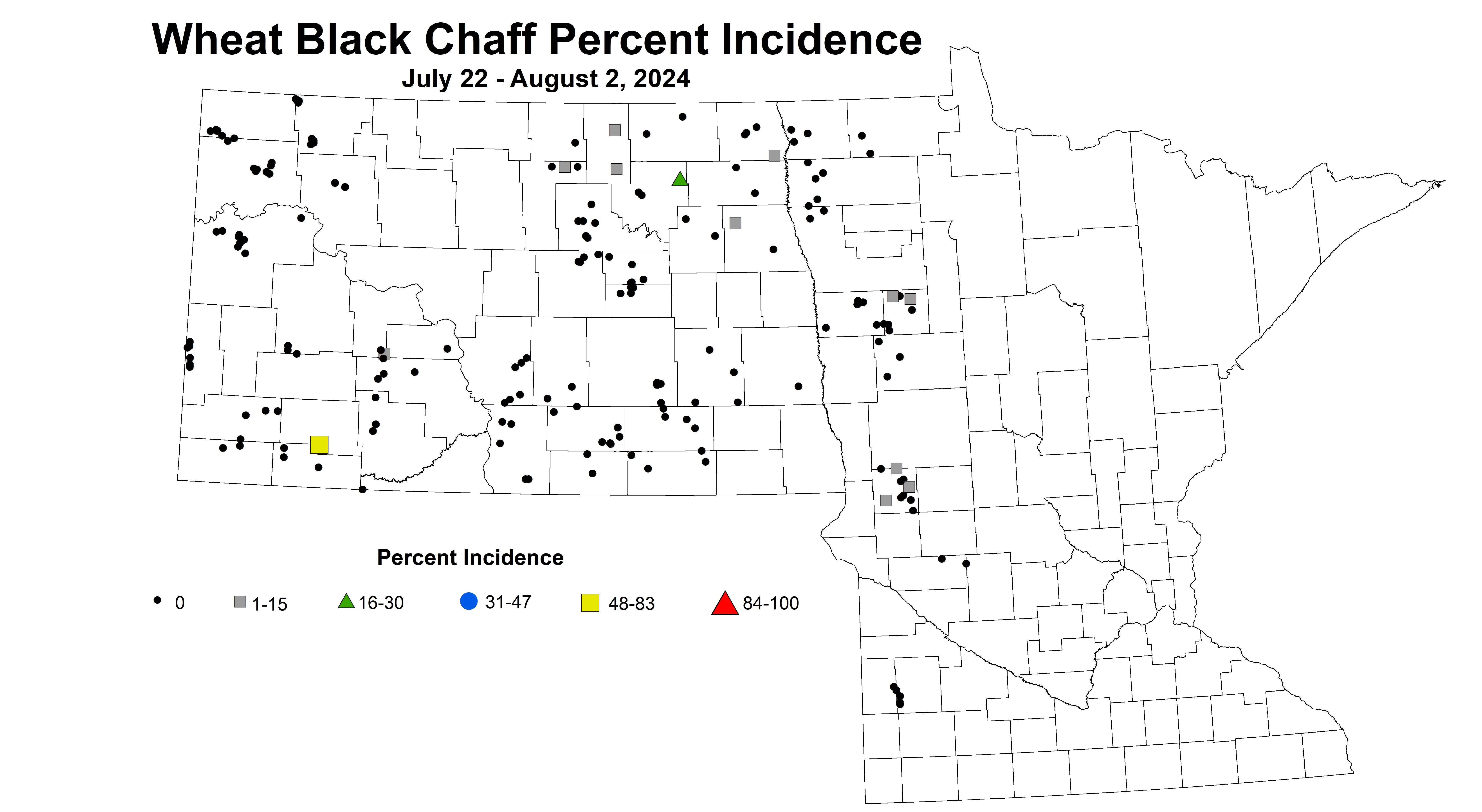 wheat black chaff July 22 - August 2 2024