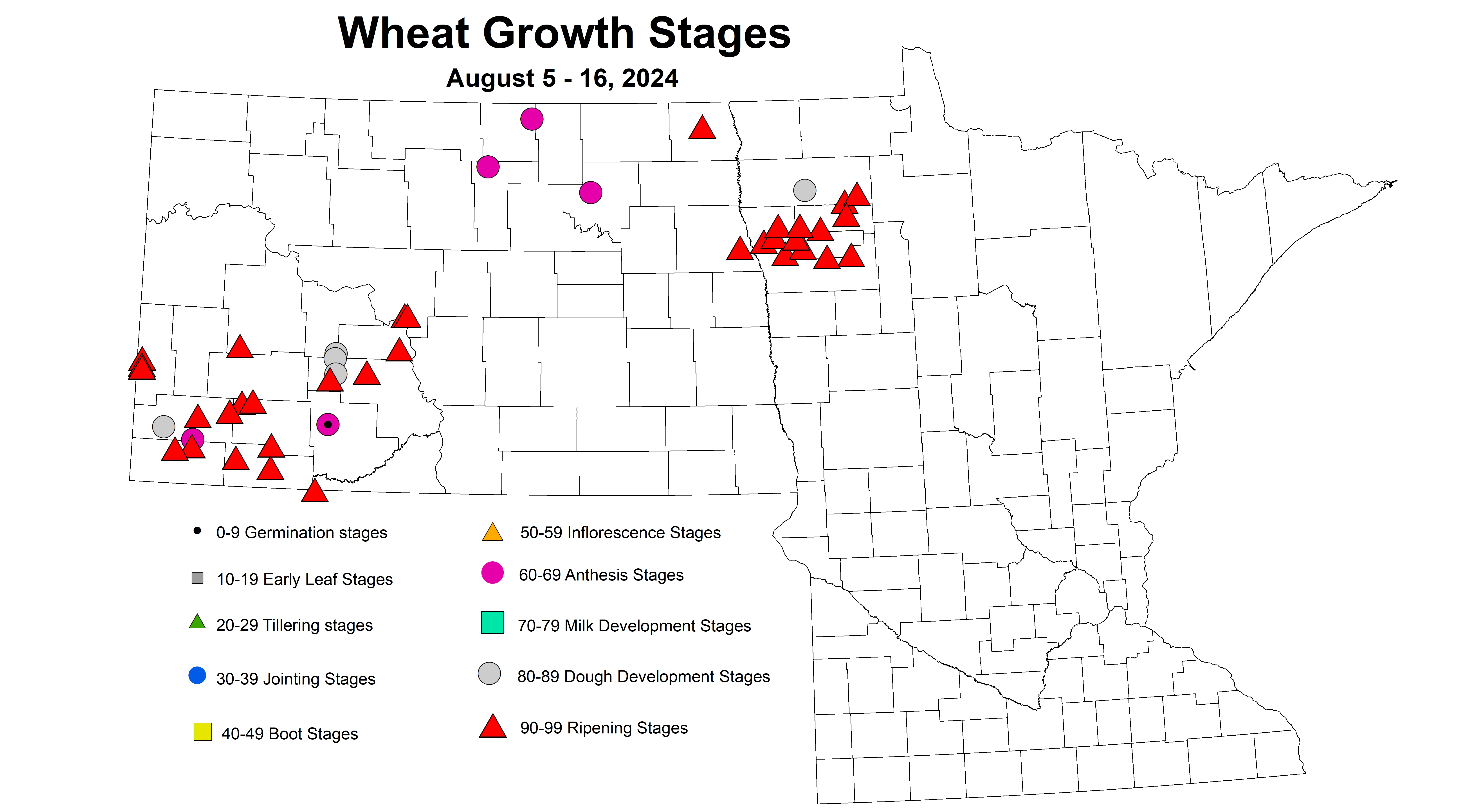 wheat growth stages August 5-16 2024