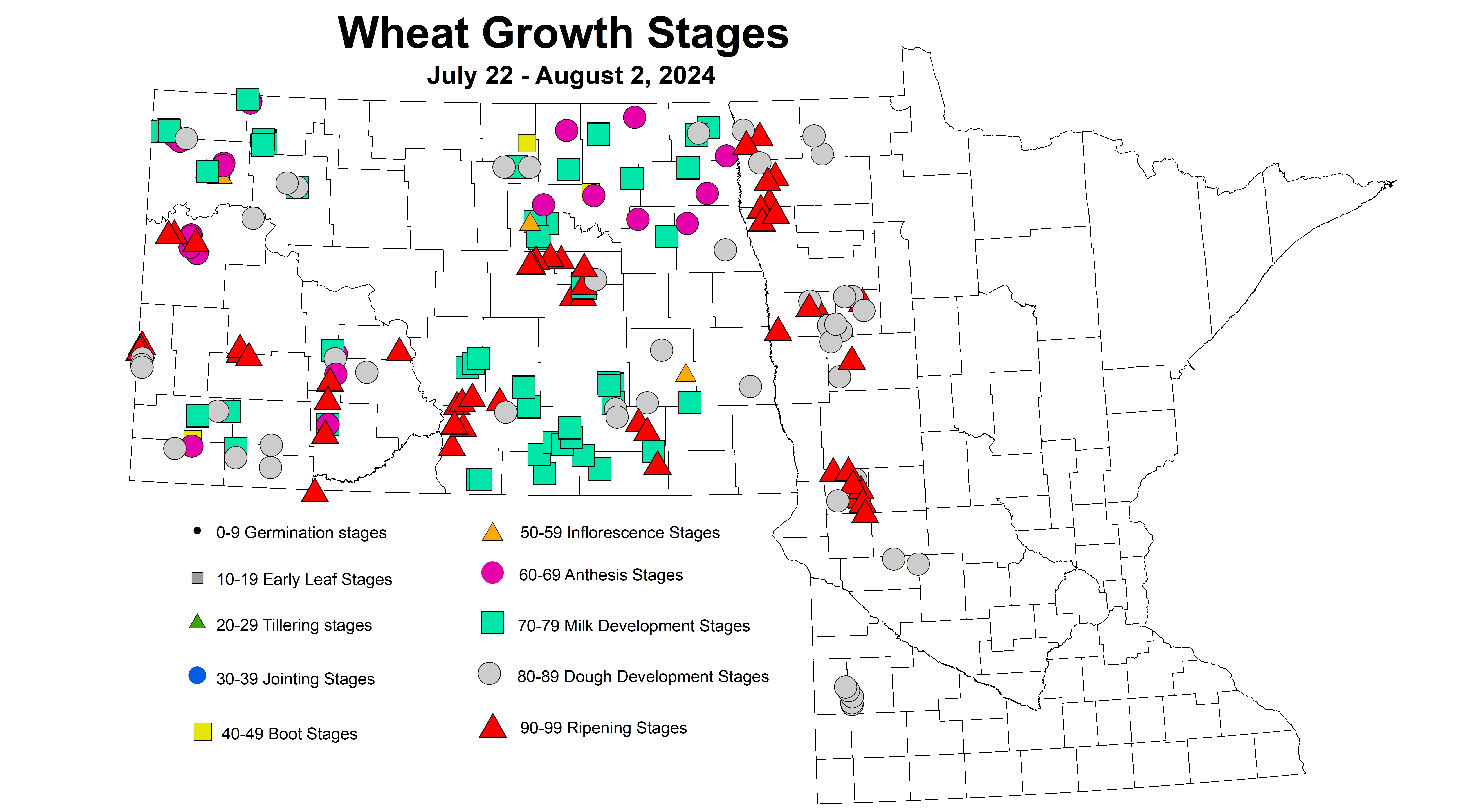 wheat growth stages July 22 - August 2 2024