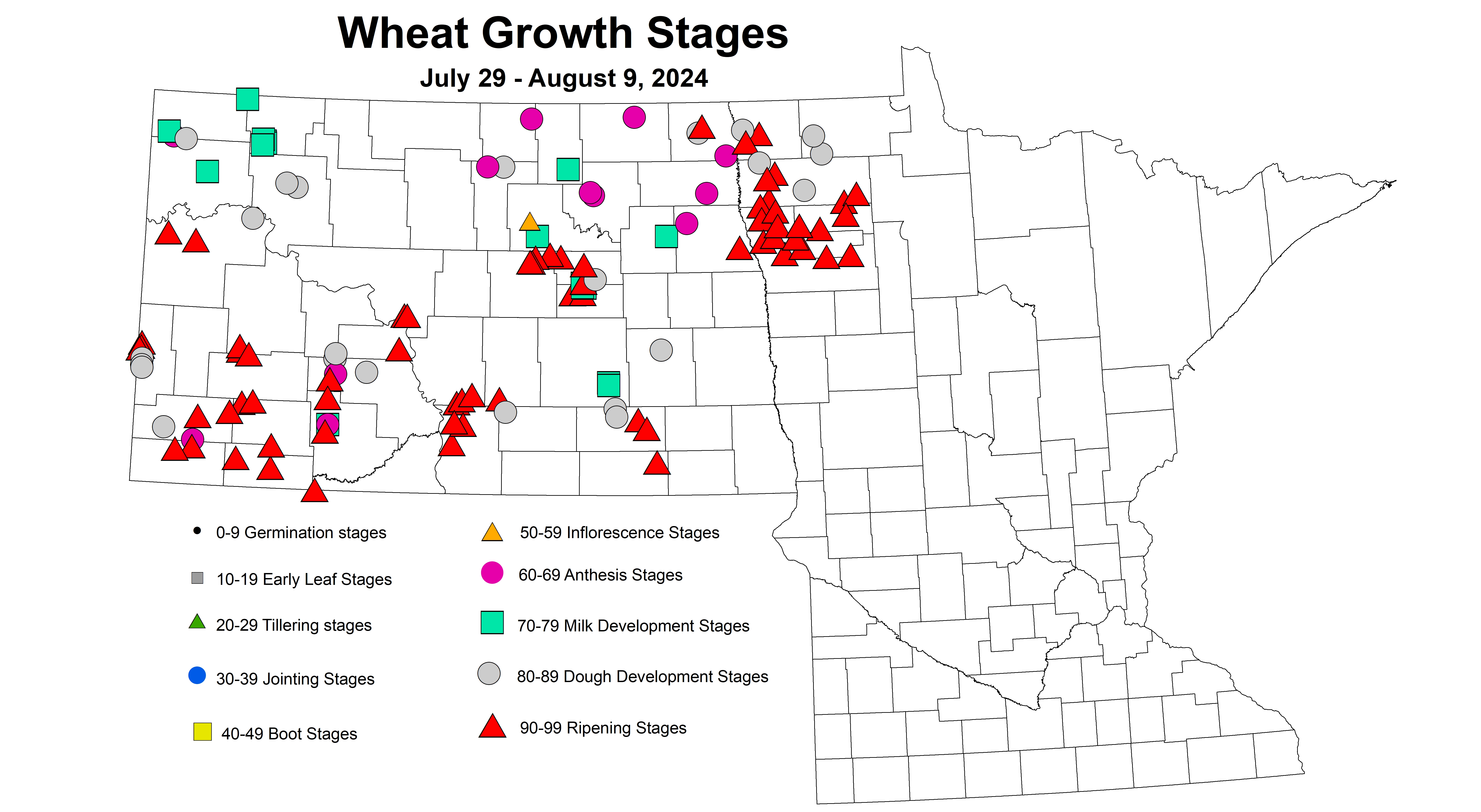 wheat growth stages July 29 - August 9 2024