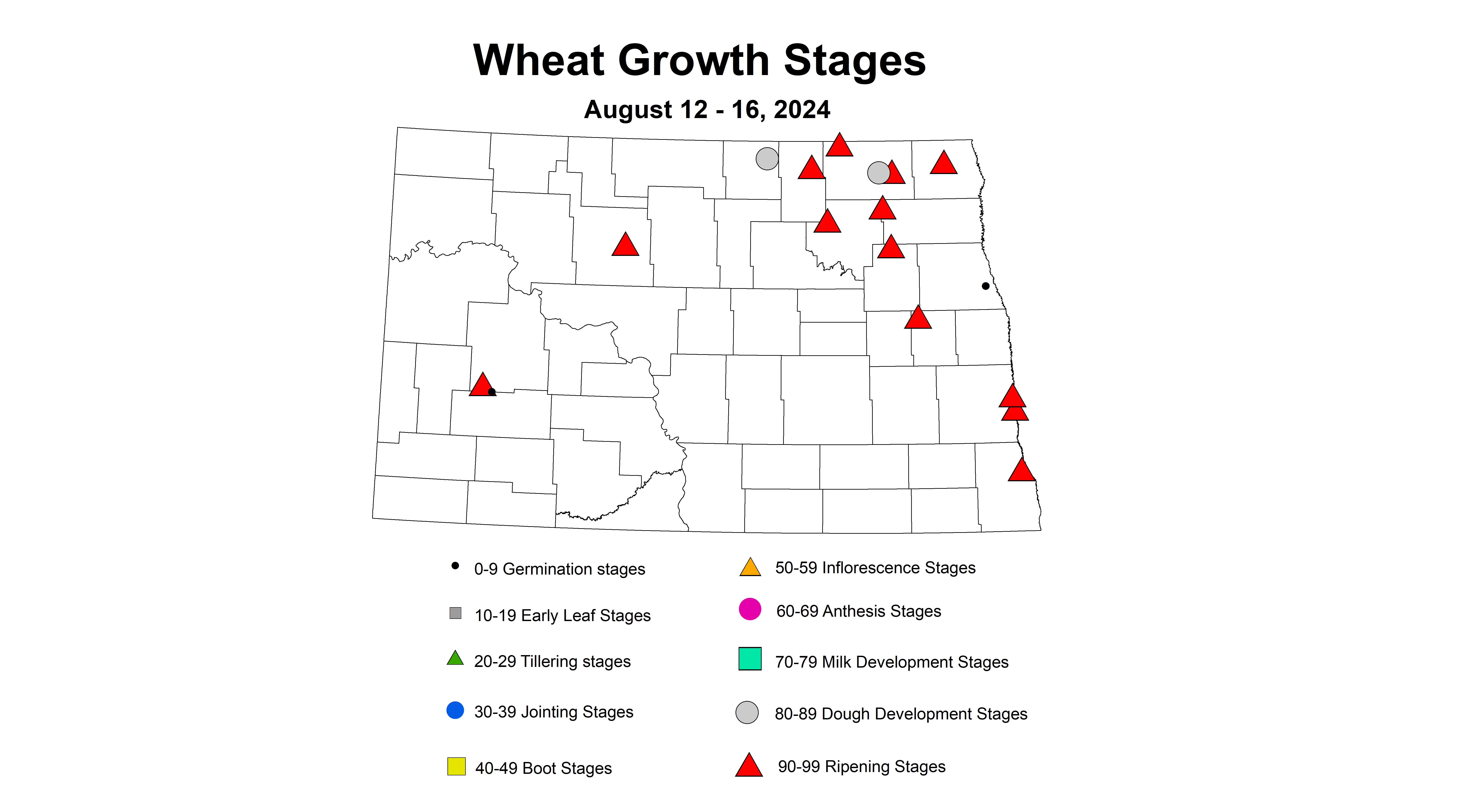 wheat growth stages August 12 - 16 2024