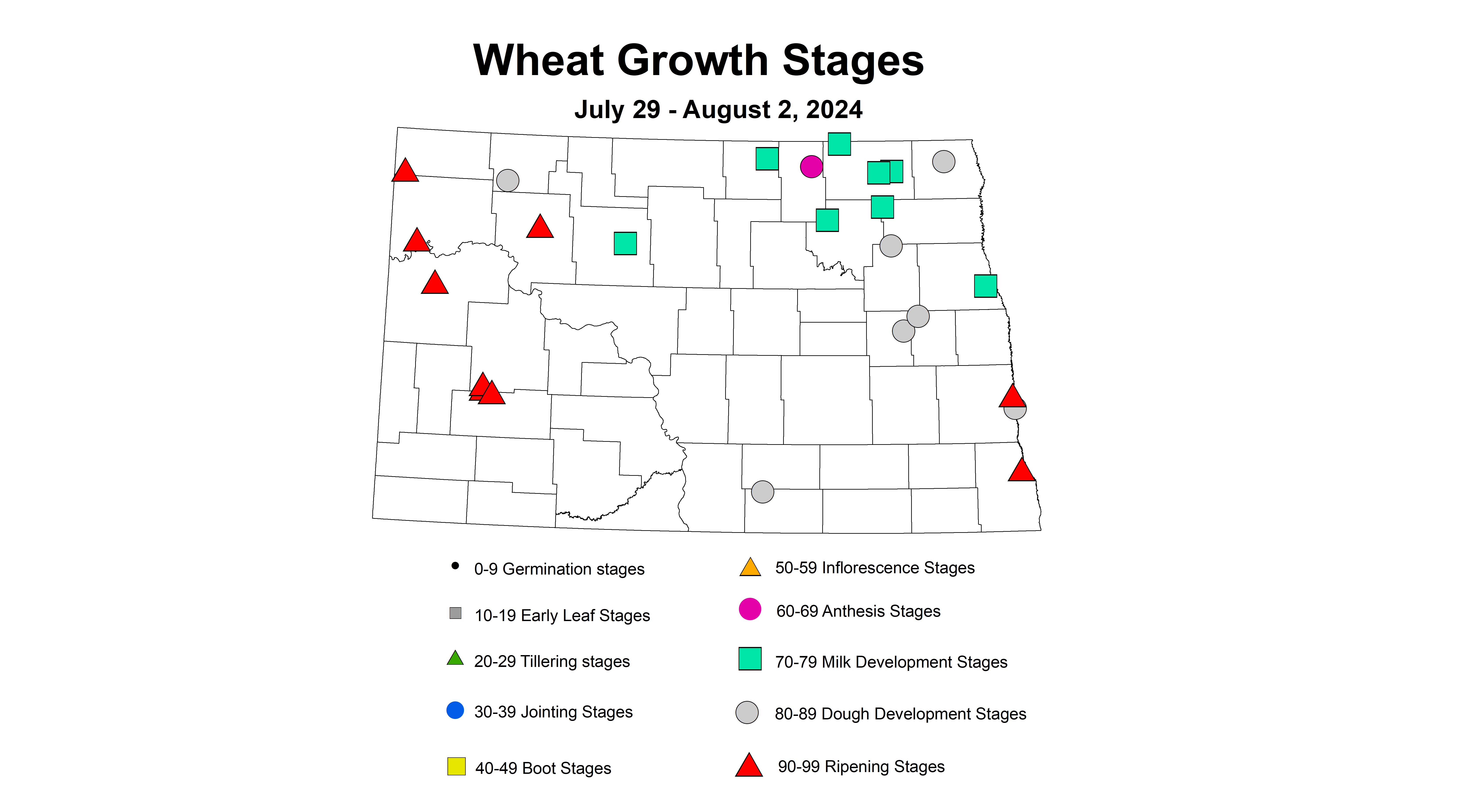 wheat growth stages July 29 - August 2 2024