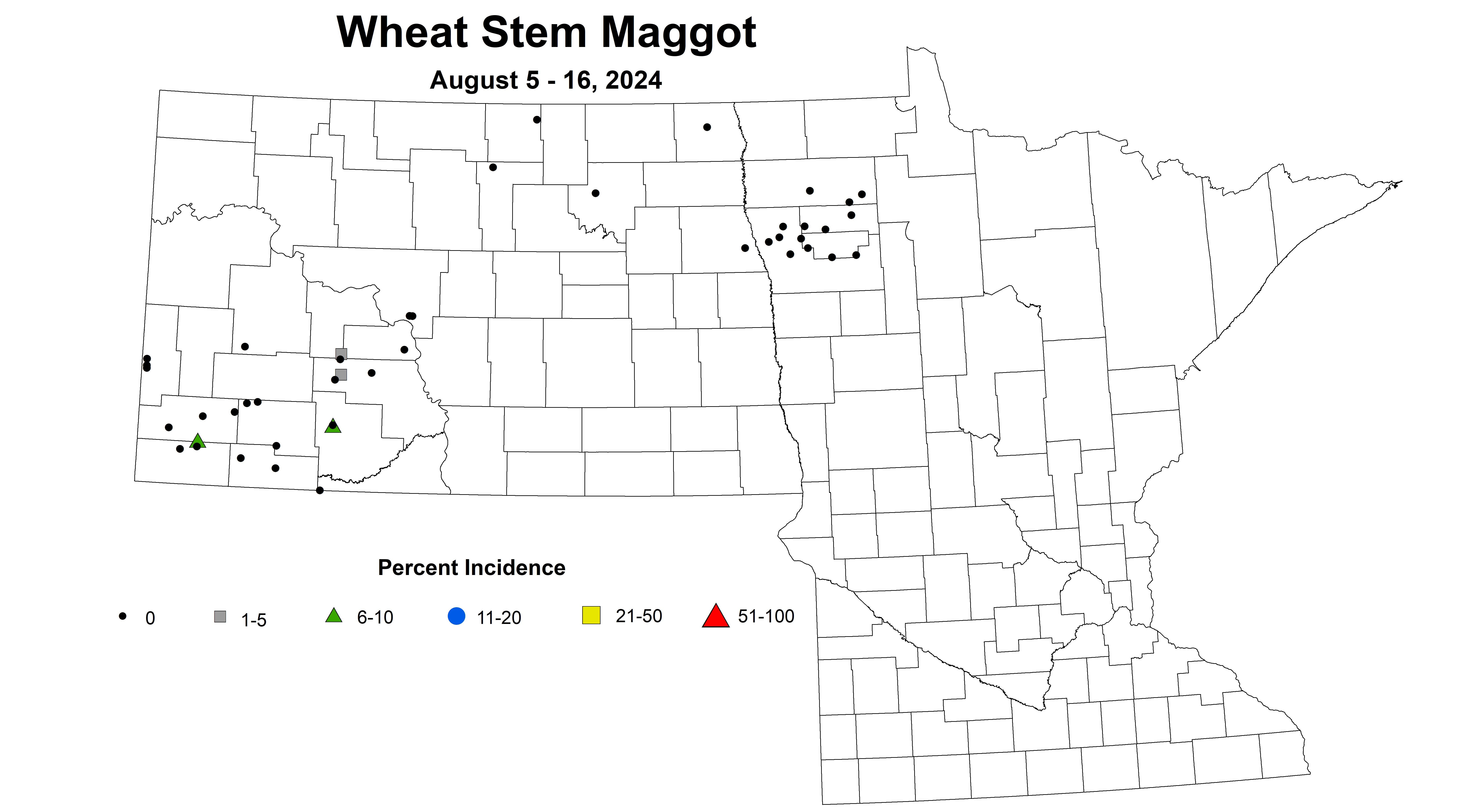 wheat maggot August 5-16 2024