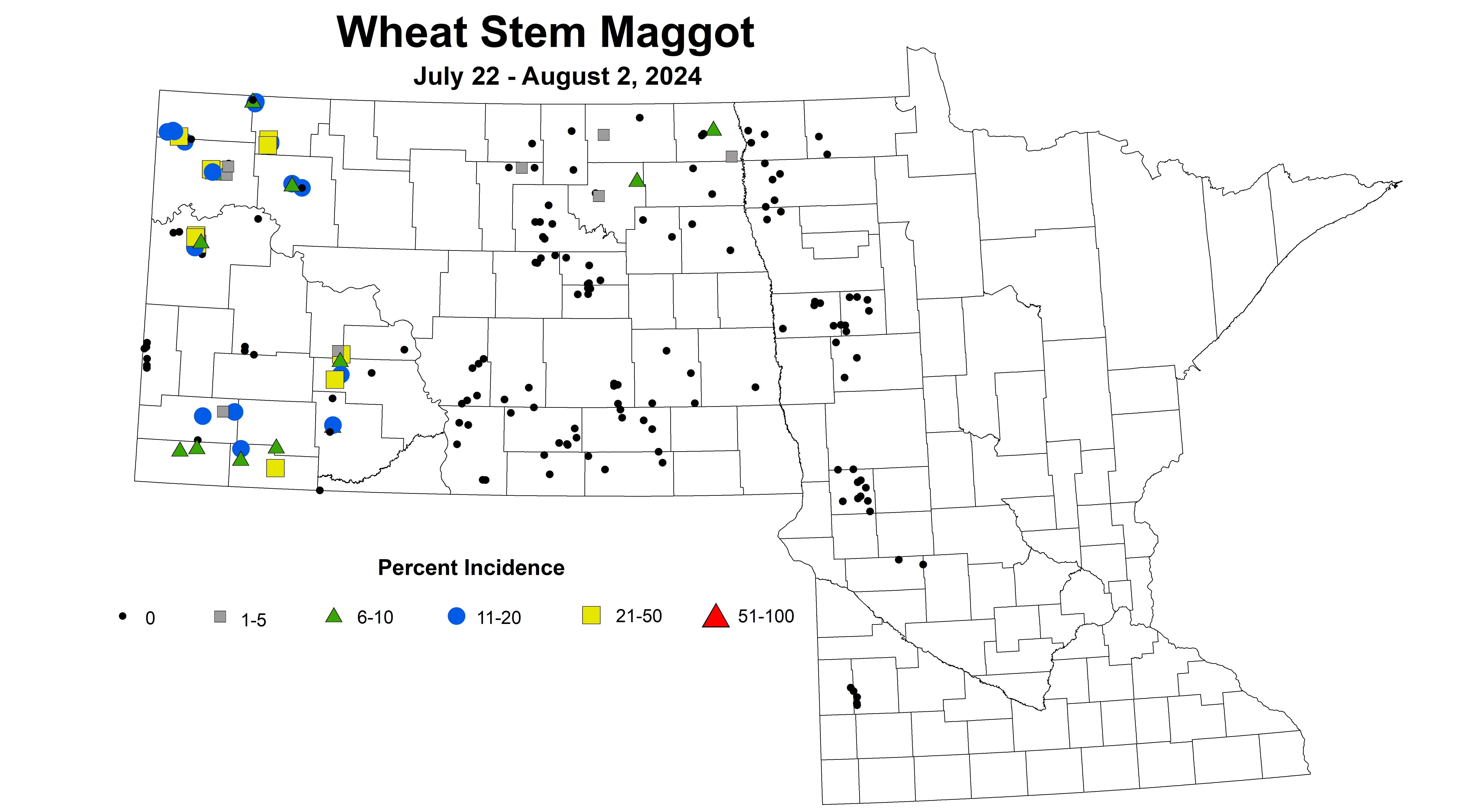 wheat maggot July 22 - August 2 2024