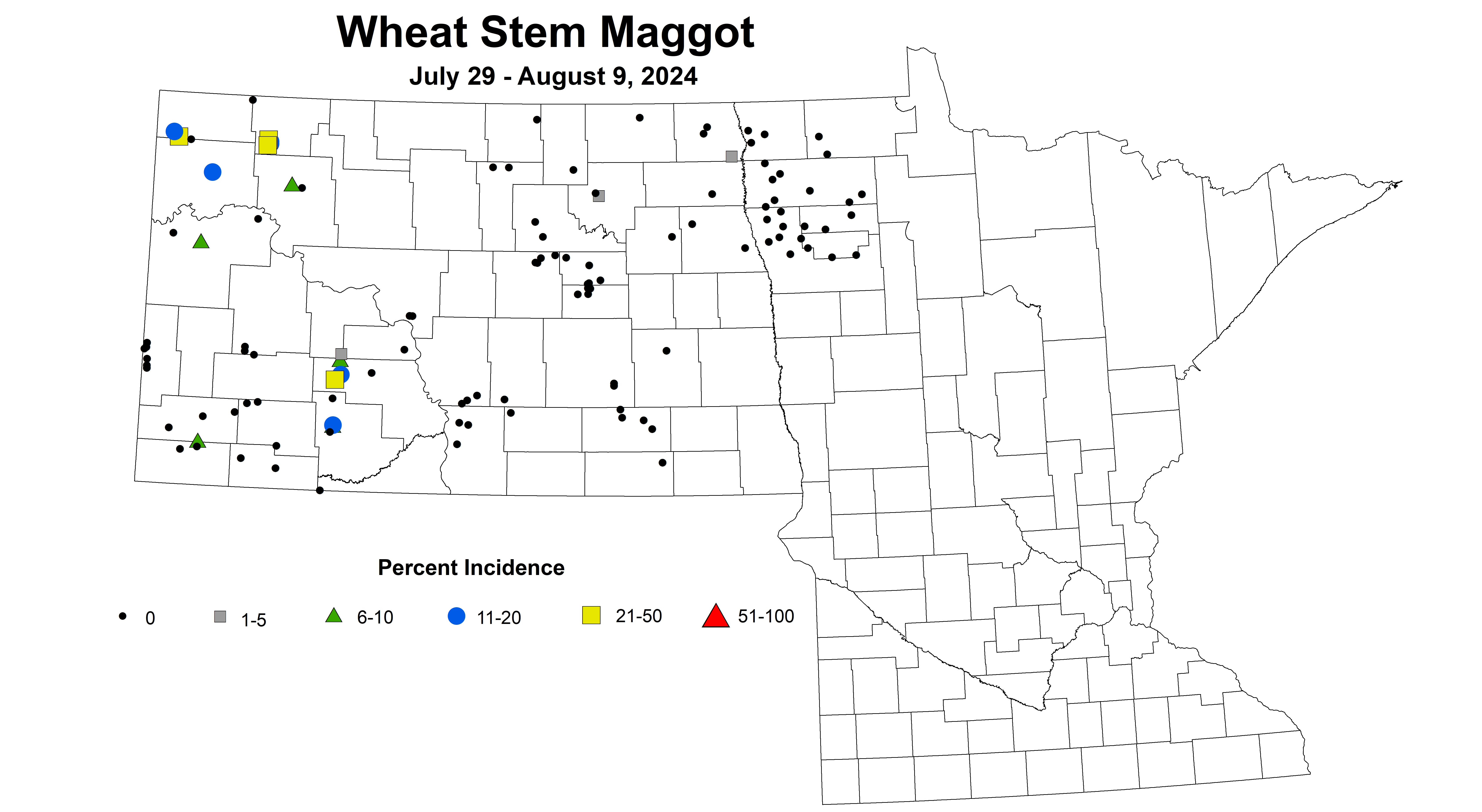 wheat maggot July 29 - August 9 2024