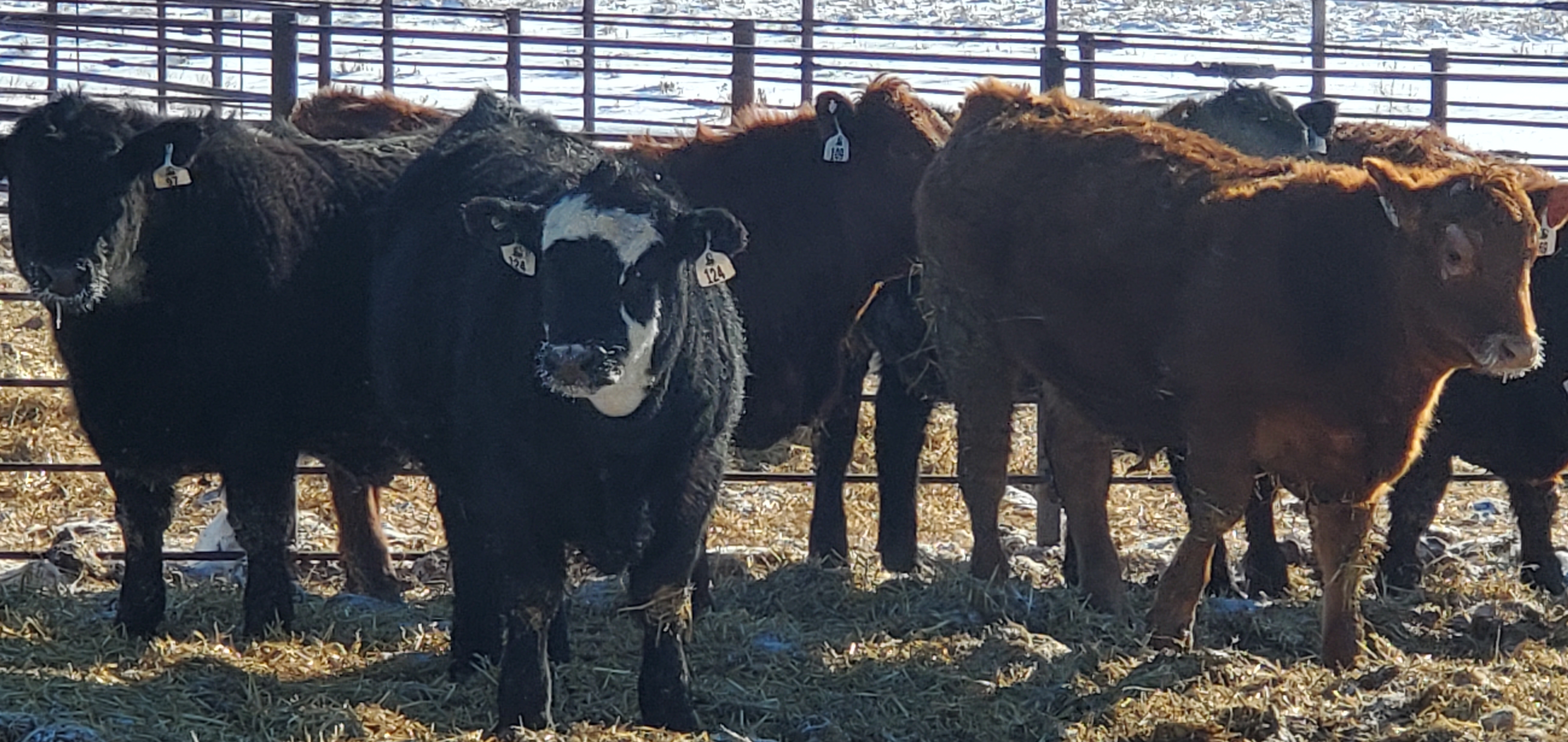 black and brown cows in a pen with some snow on the ground