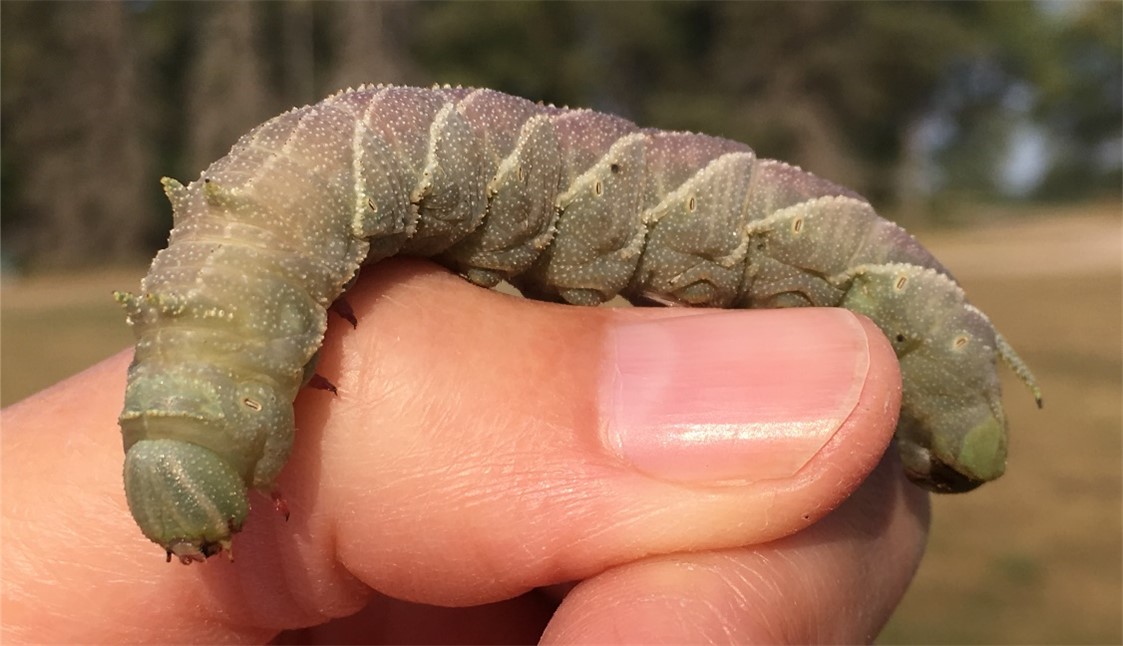 A very large, caterpillar on my thumb. It has dull, sand-papery skin that is a grey-green color with a light purple wash across the top, There are thin white lines running backwards between each segment, a tail on the last segment and two small horn-like projections on each of the second and third segments.