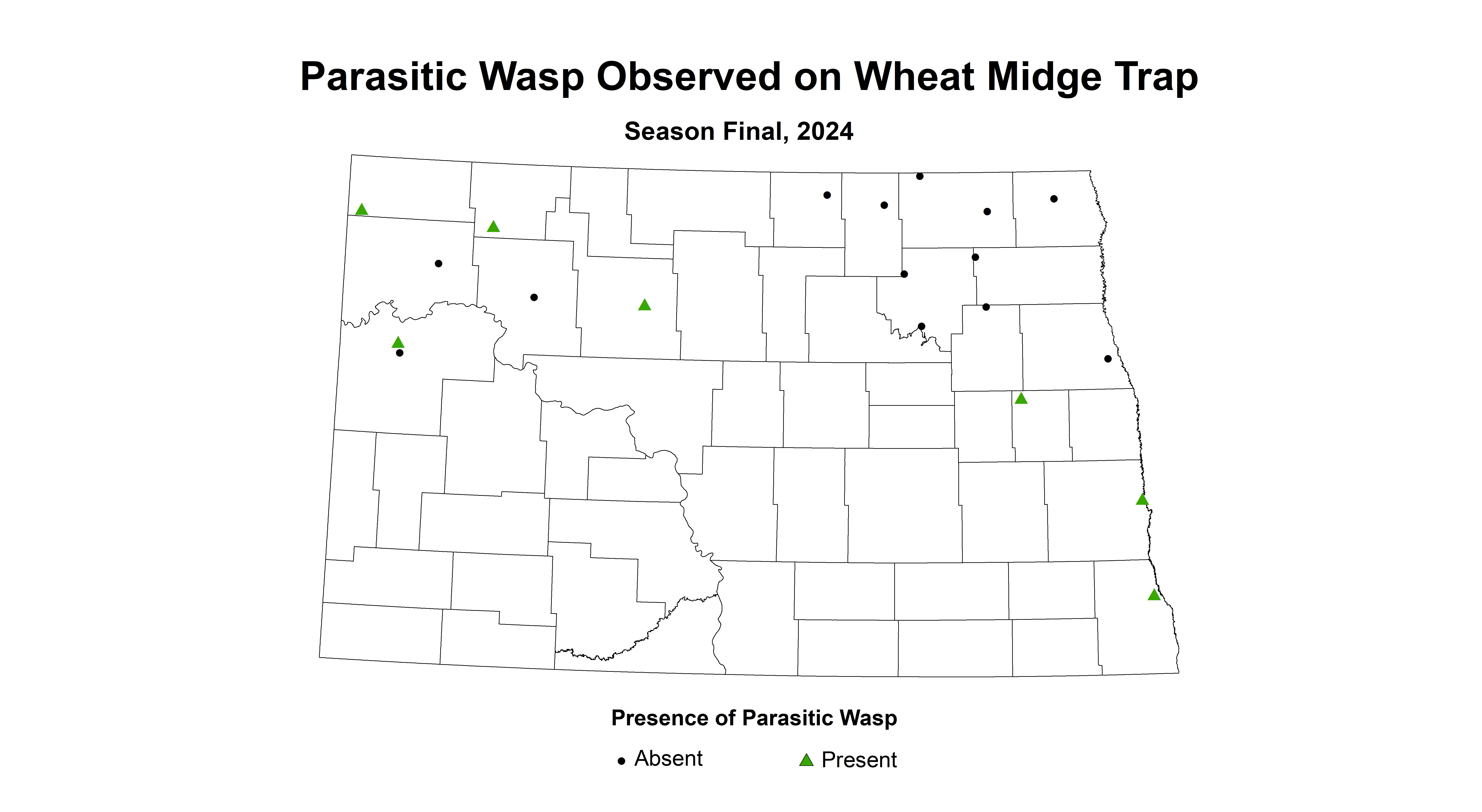 parasitic wasp wheat midge trap season final 2024