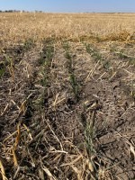 Cover crops