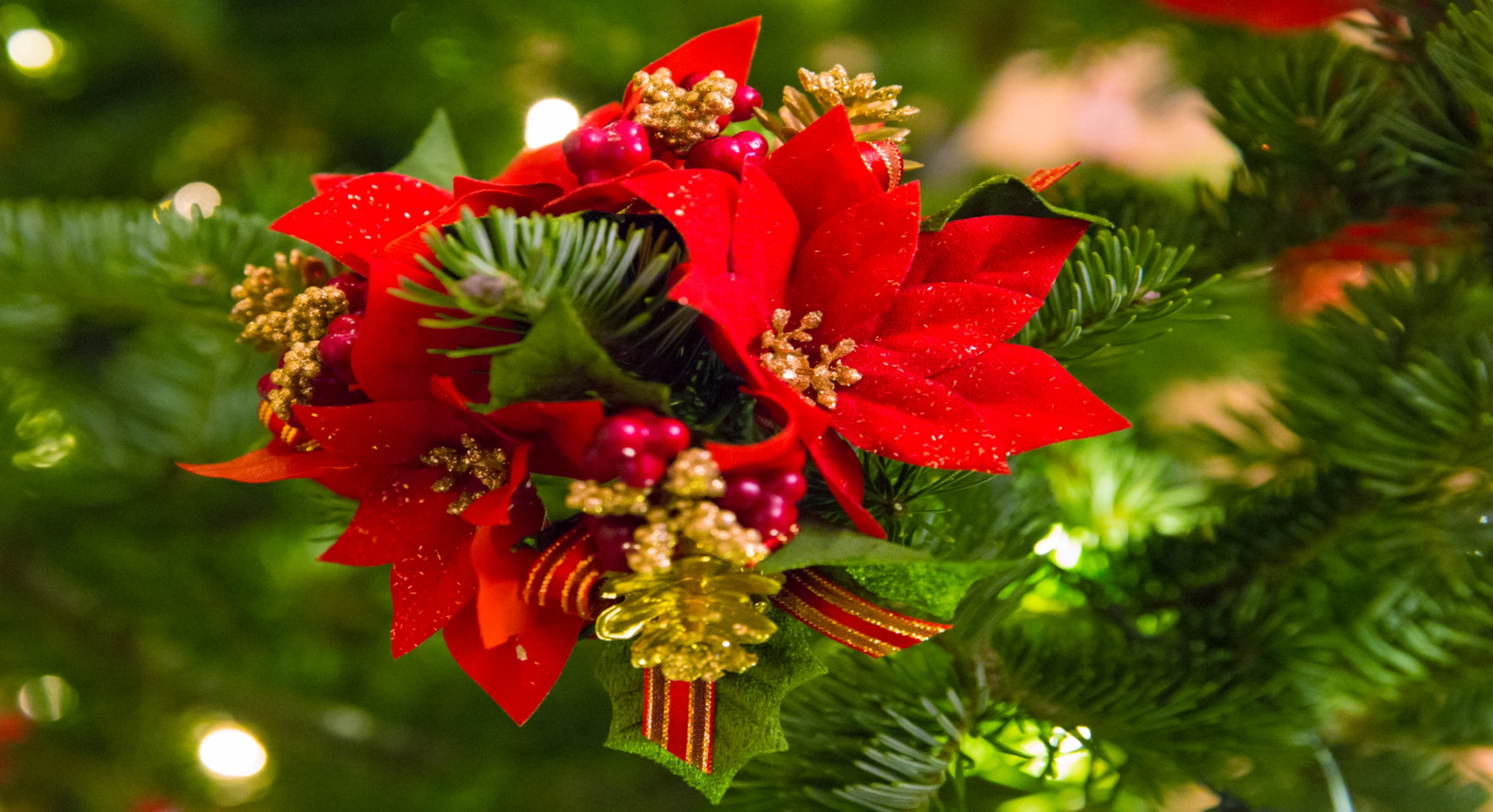 Red poinsettia flowers decorating a lighted evergreen tree