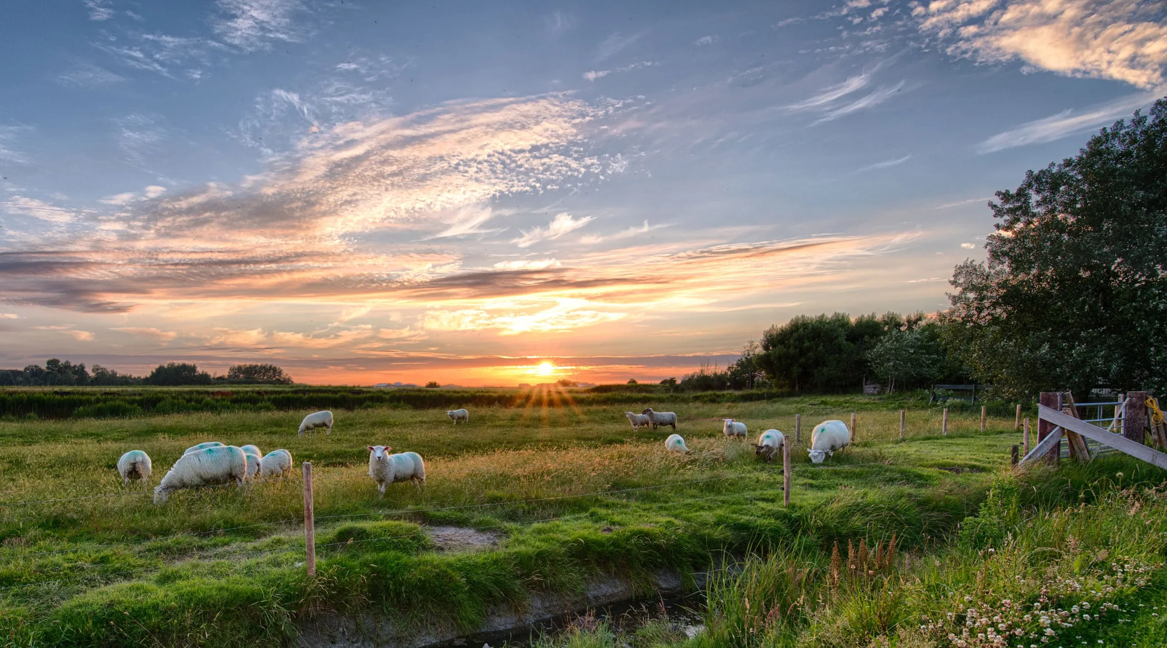 Sheep grazing in a pasture at sunset