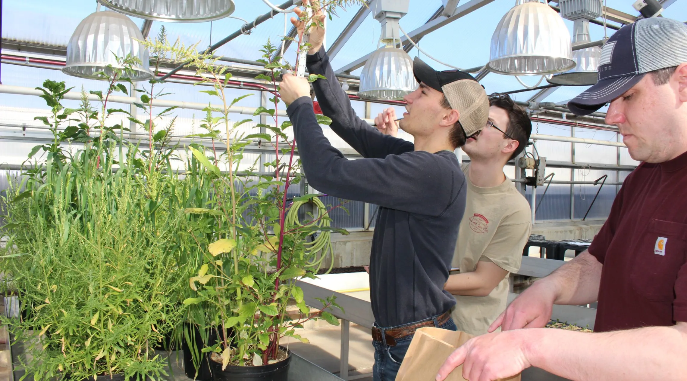 students harvesting a plant in a green house