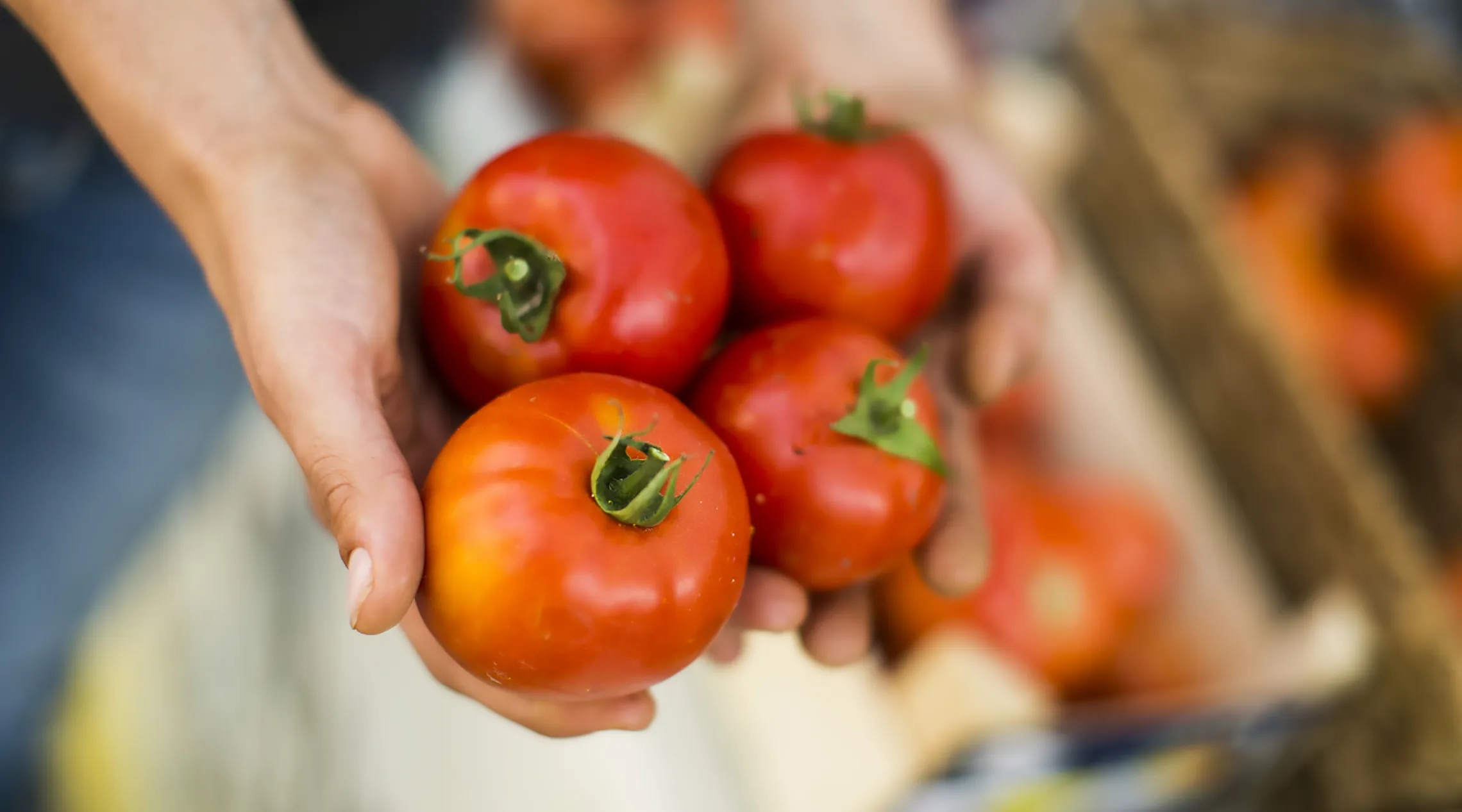 close up of hands holding 4 orange tomatoes 