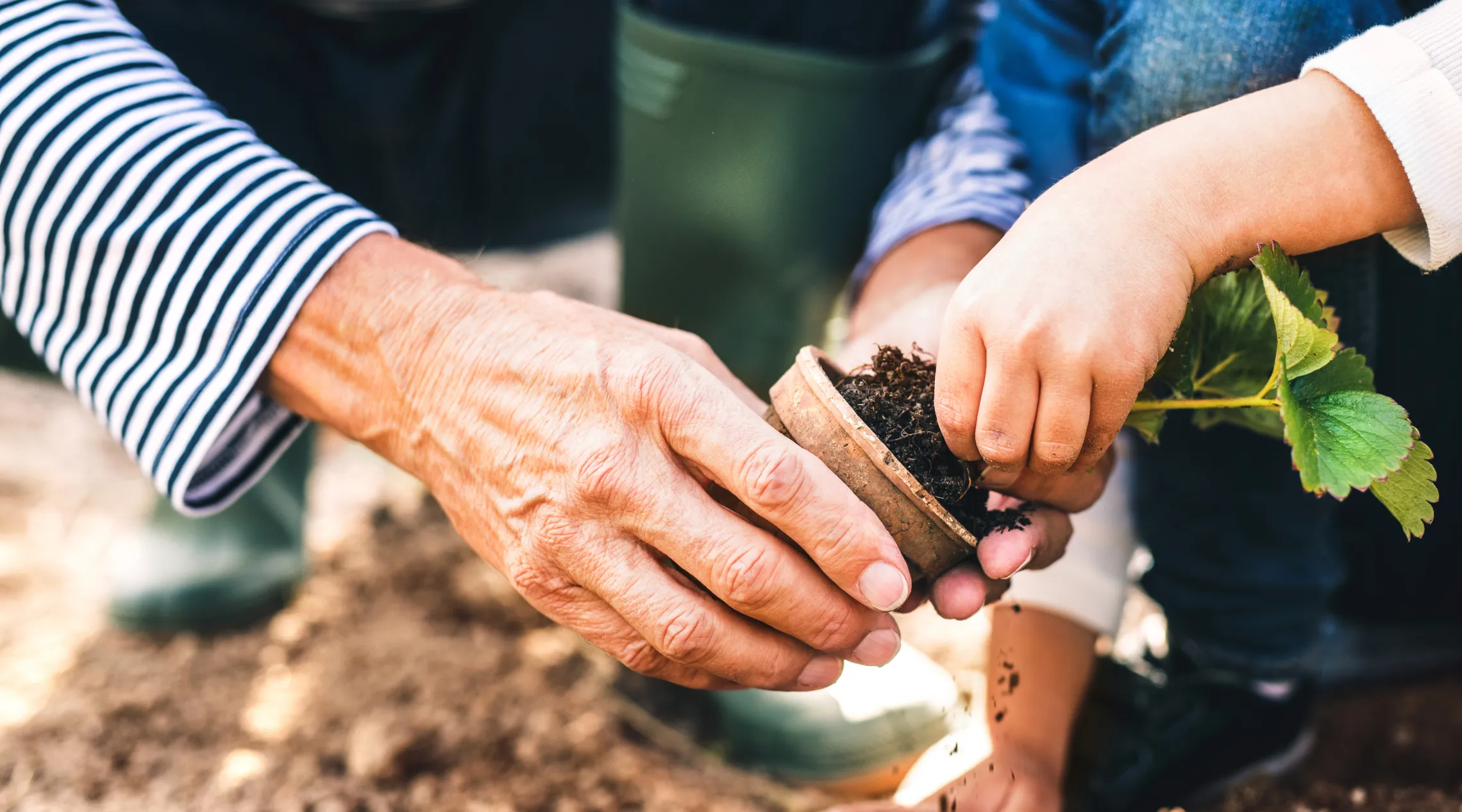 An adult holds a small pot while a child pulls a strawberry plant from it. Both are bent down in the dirt, with only hands and lower bodies visible.