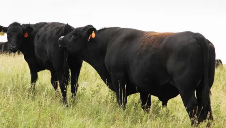 Two black cattle, a bull and heifer, stand in tall grass.