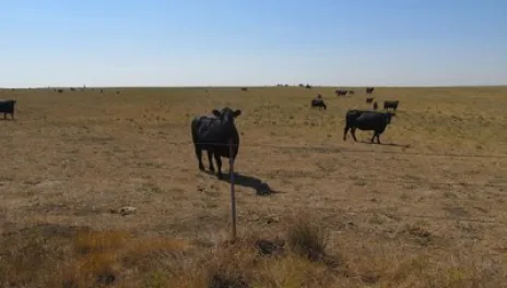 Cyanobacteria, also known as blue-breen algae, can produce toxins that are harmful to livestock