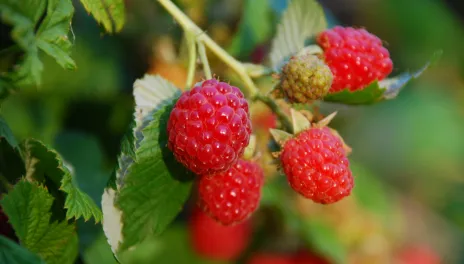 Ripe red raspberries on bramble stems