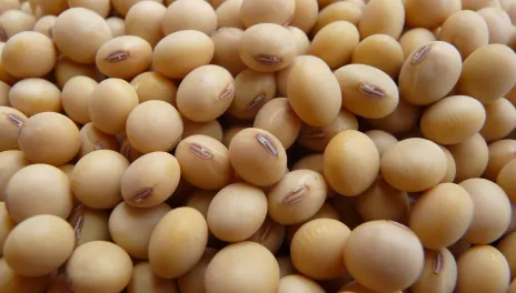 soybeans