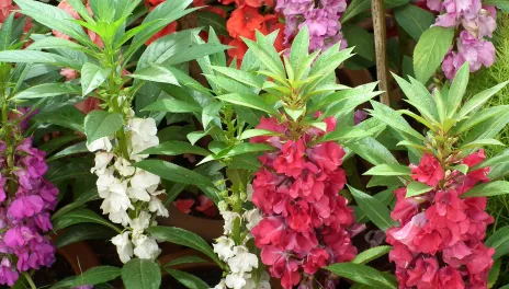 Pink, purple, and white balsam in bloom