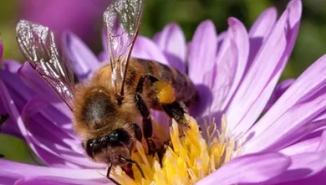 Close up of a bee on a purple flower