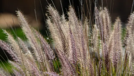 Close up of ornamental grass tassels 