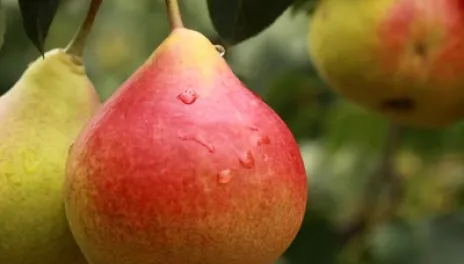 Close up of ripening pear fruits on a tree branch