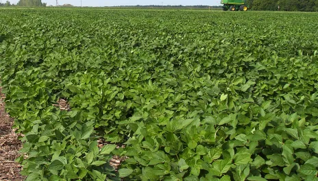 soybean field with tractor in the background