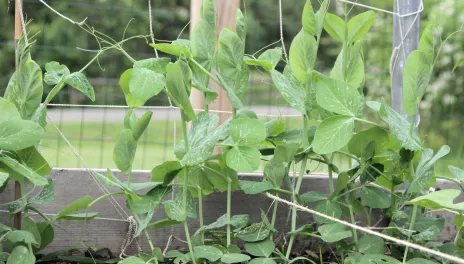 Pea plants climbing up a trellis