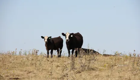 black and white cows standing in pasture