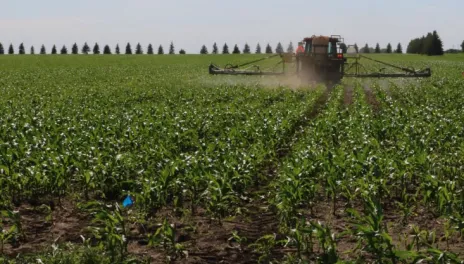 A foot-high cornfield is being sprayed by a distant tractor. In the background, there's a row of evergreen trees and a bright blue sky.