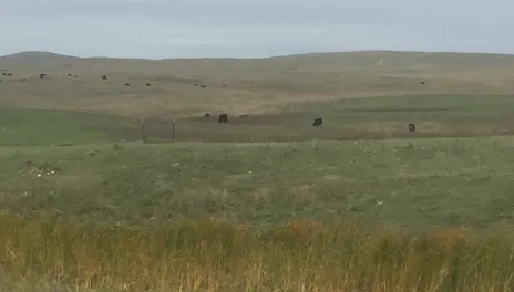  A pasture with tall yellow-green grass in the foreground, shorter green grass mid-field, and light brown grass leading to hills with black cattle.