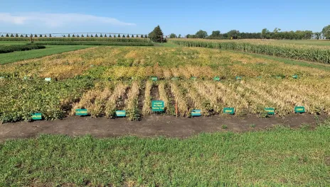 Trial plot with several varieties of dry beans nearing maturity. with several  variety signs