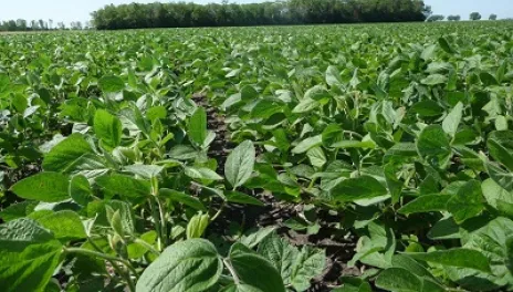 soybean field