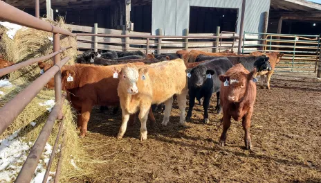 cattle feeding at a hay troft