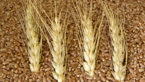 Wheat heads and kernels